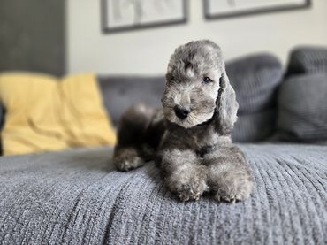 10 hetes kék bedlington terrier