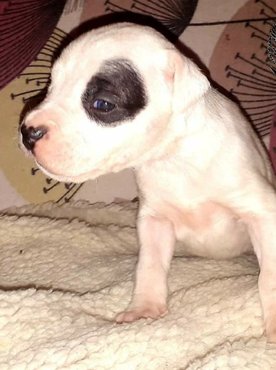 kölyök argentin dog a Nivis Casus kennelből