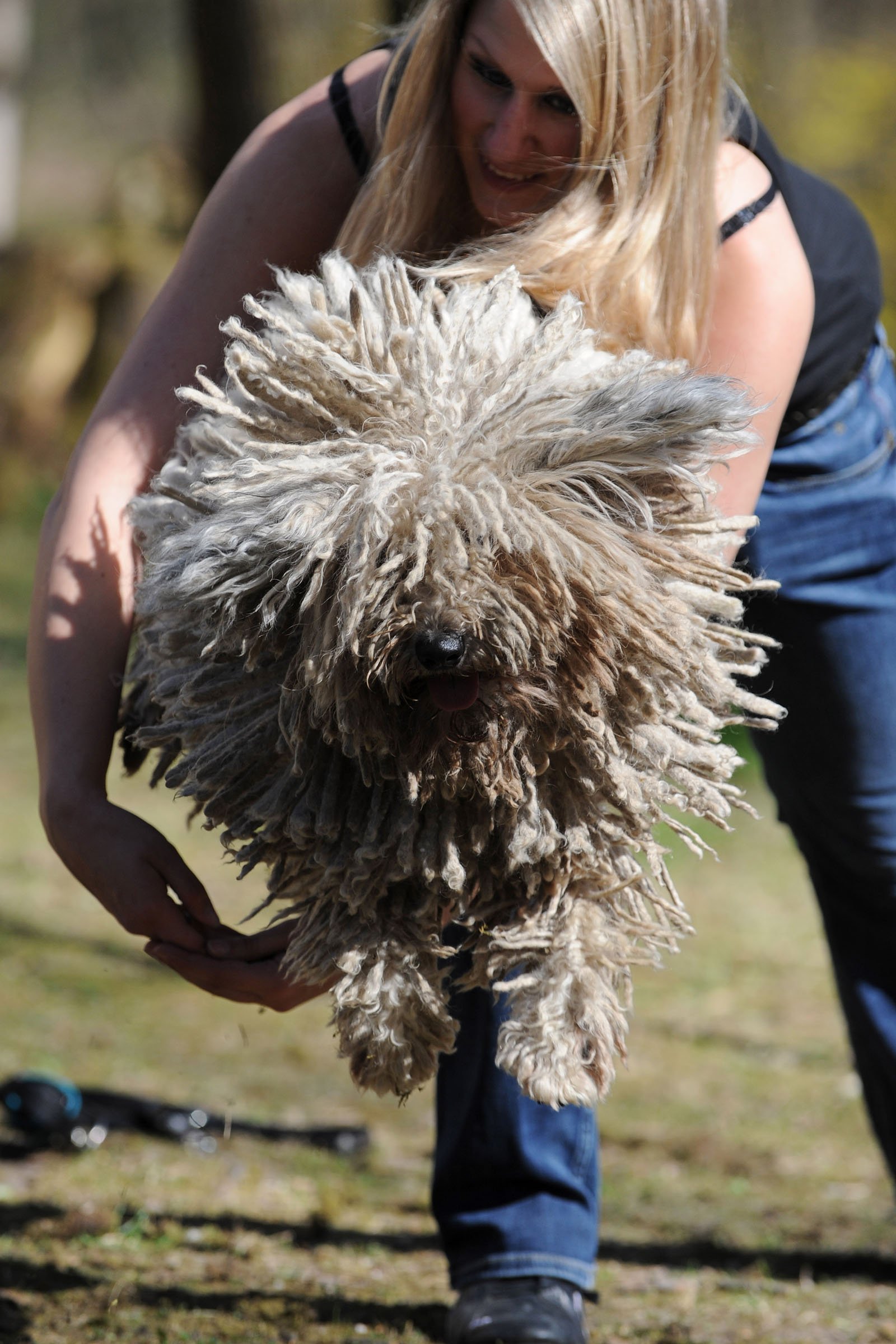 fehér puli dog dancing