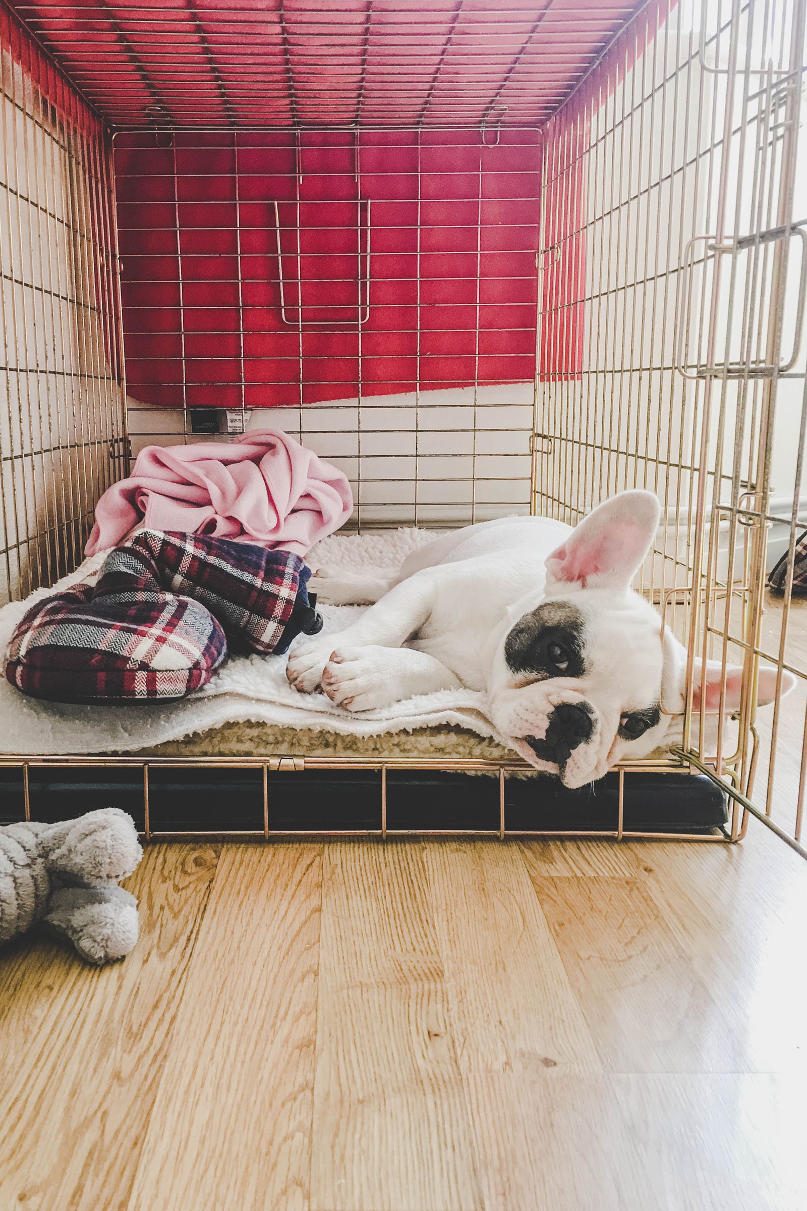 francia bulldog szobakennelben