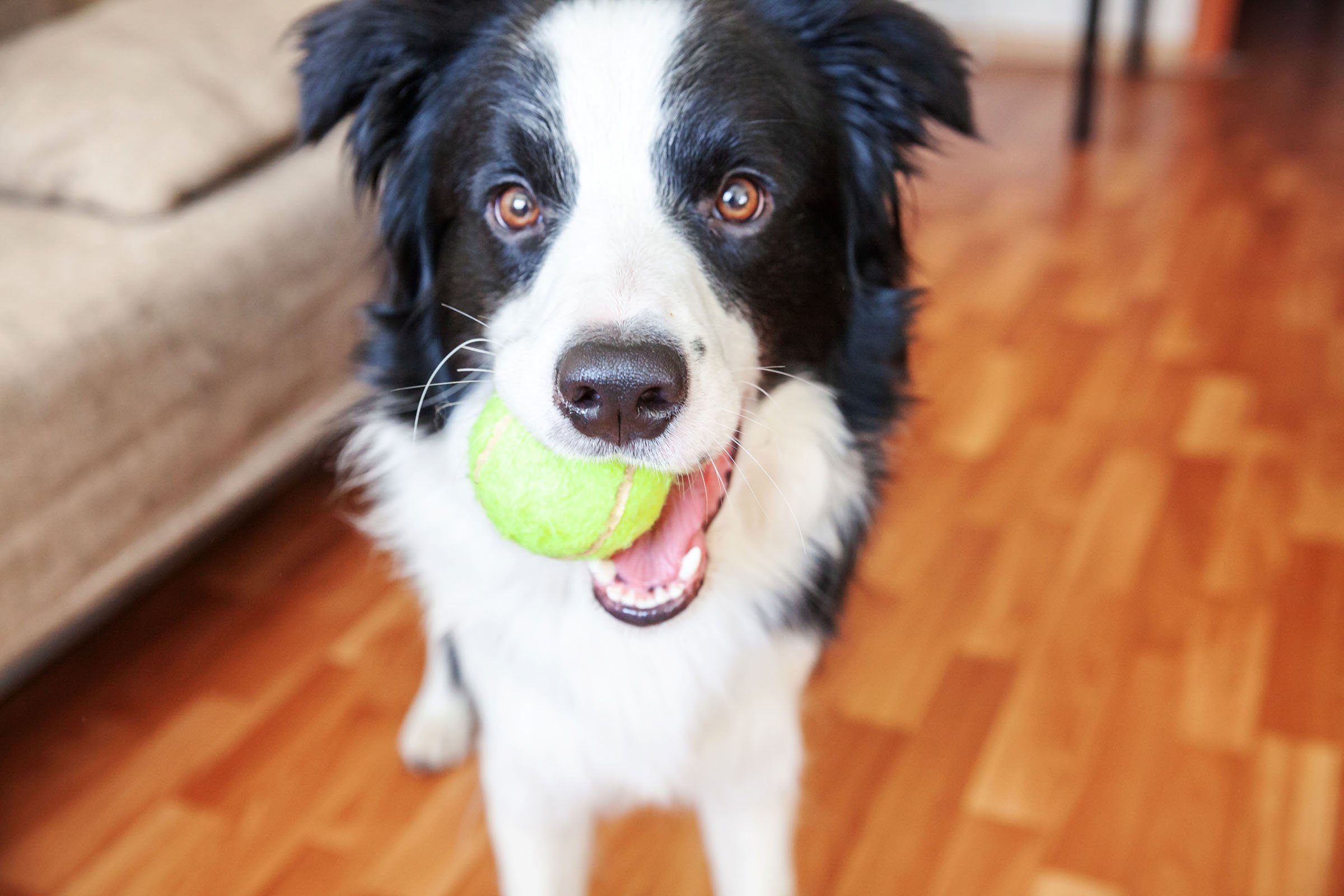 border collie labdával
