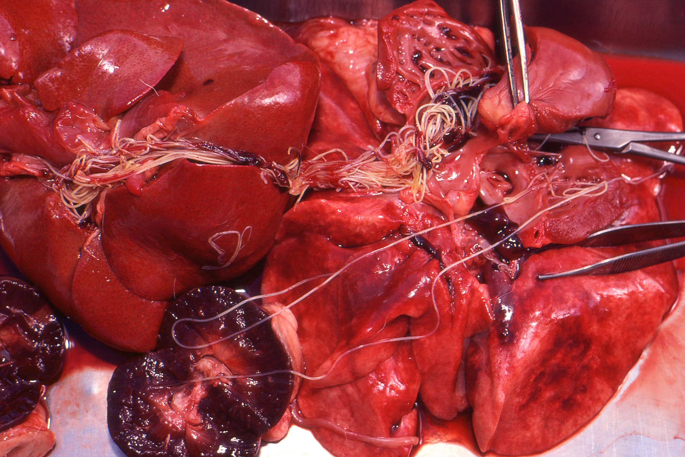 heartworm, Dirofilaria immitis, in organs at necropsy