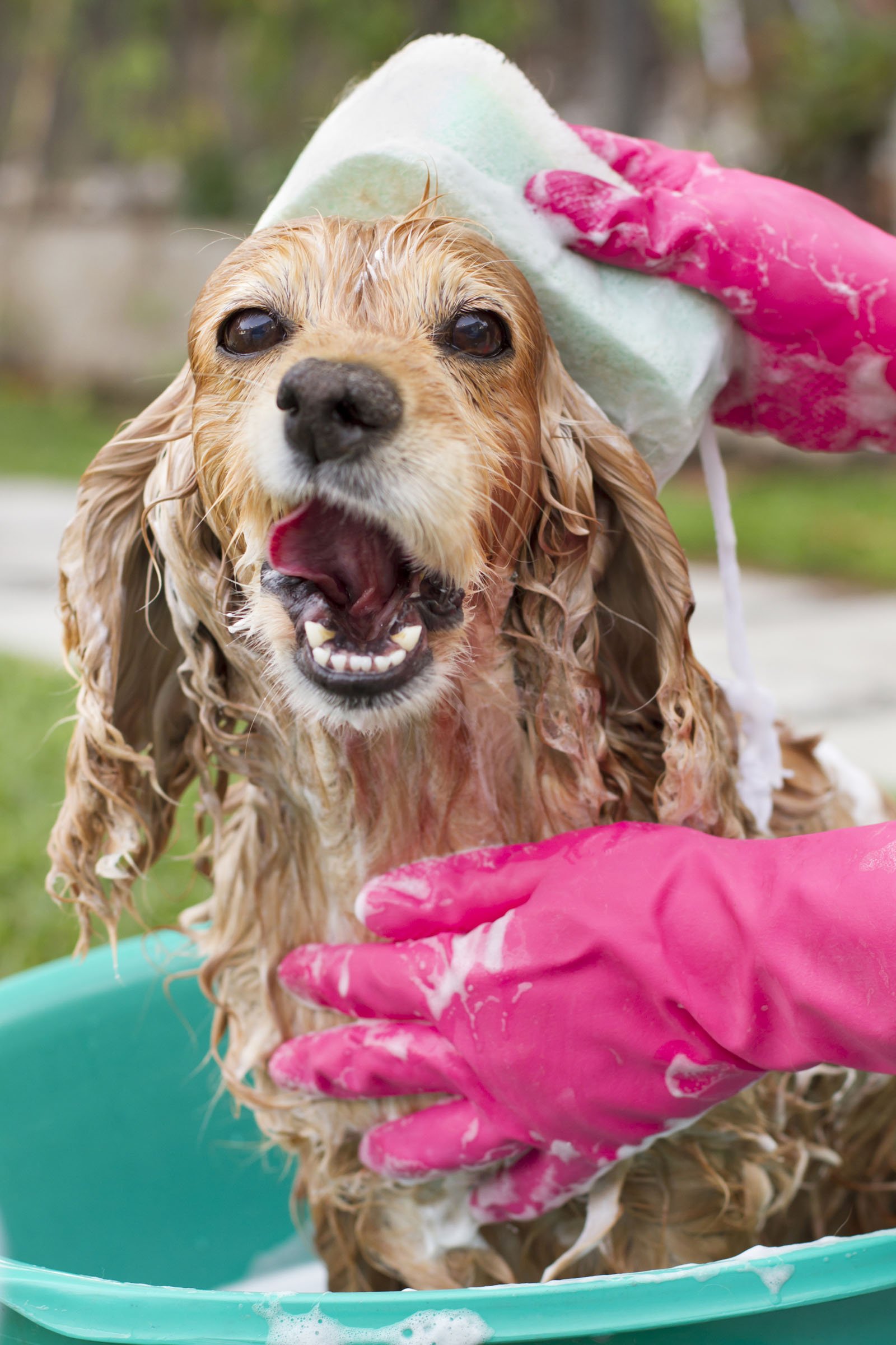 Cocker Female Dog Having a Bath