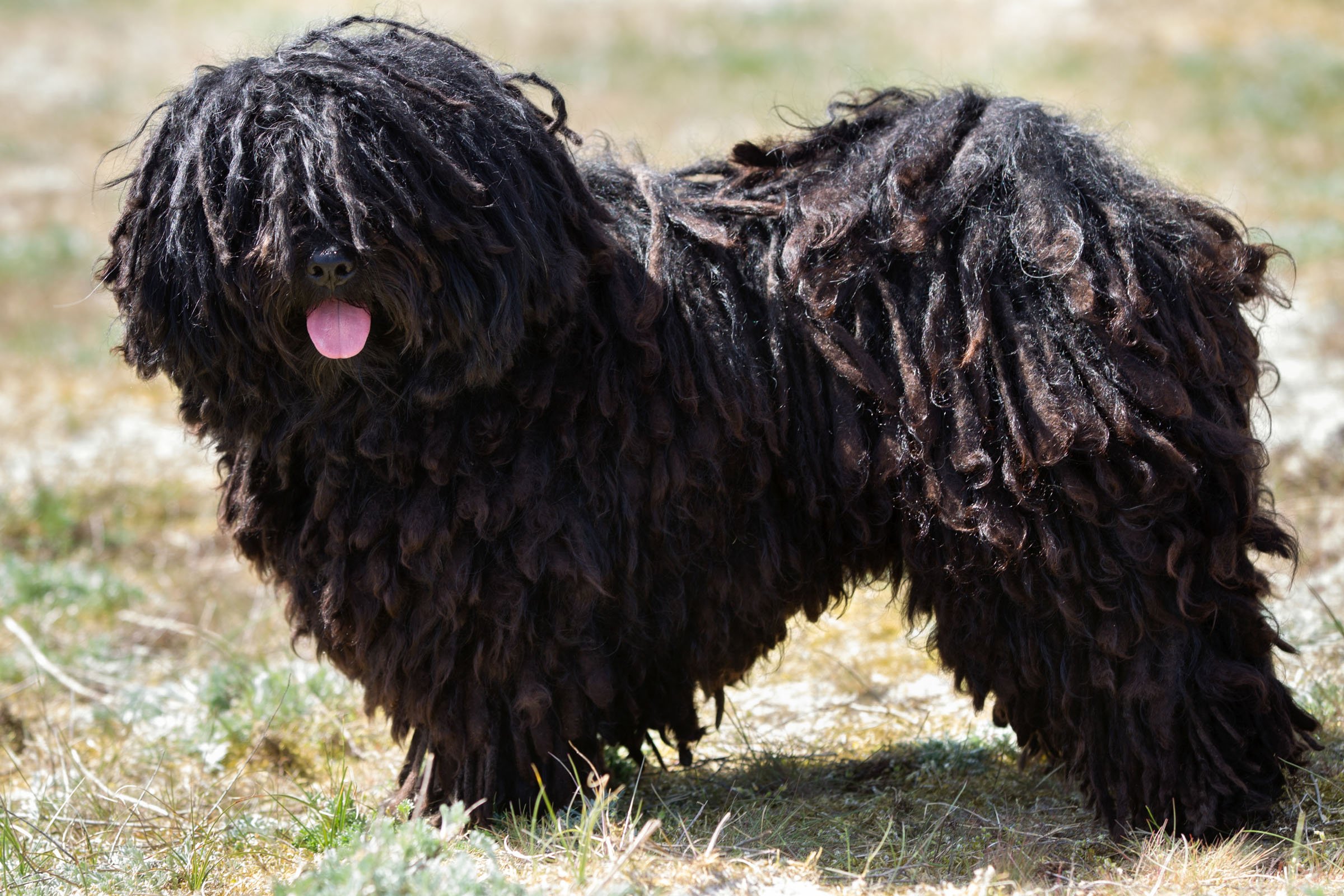 puli 1