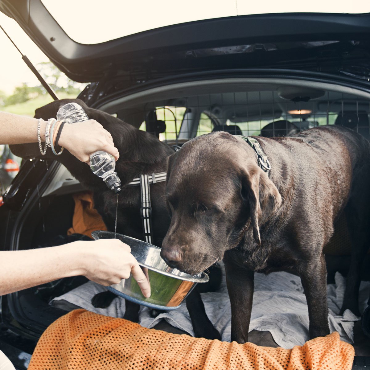 Giving Dogs a drink in the boot of the car