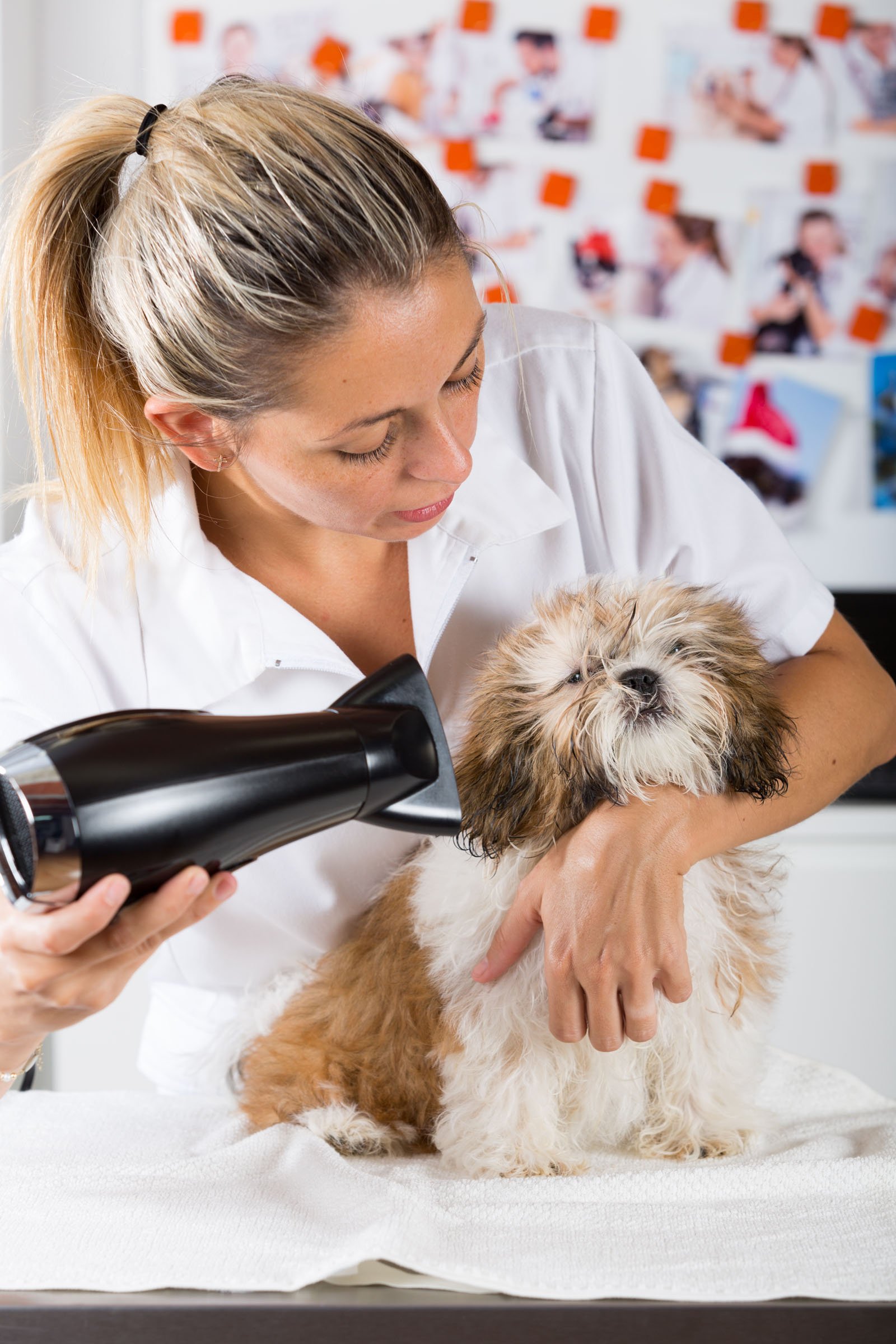 Vet with his dog Shih Tzu