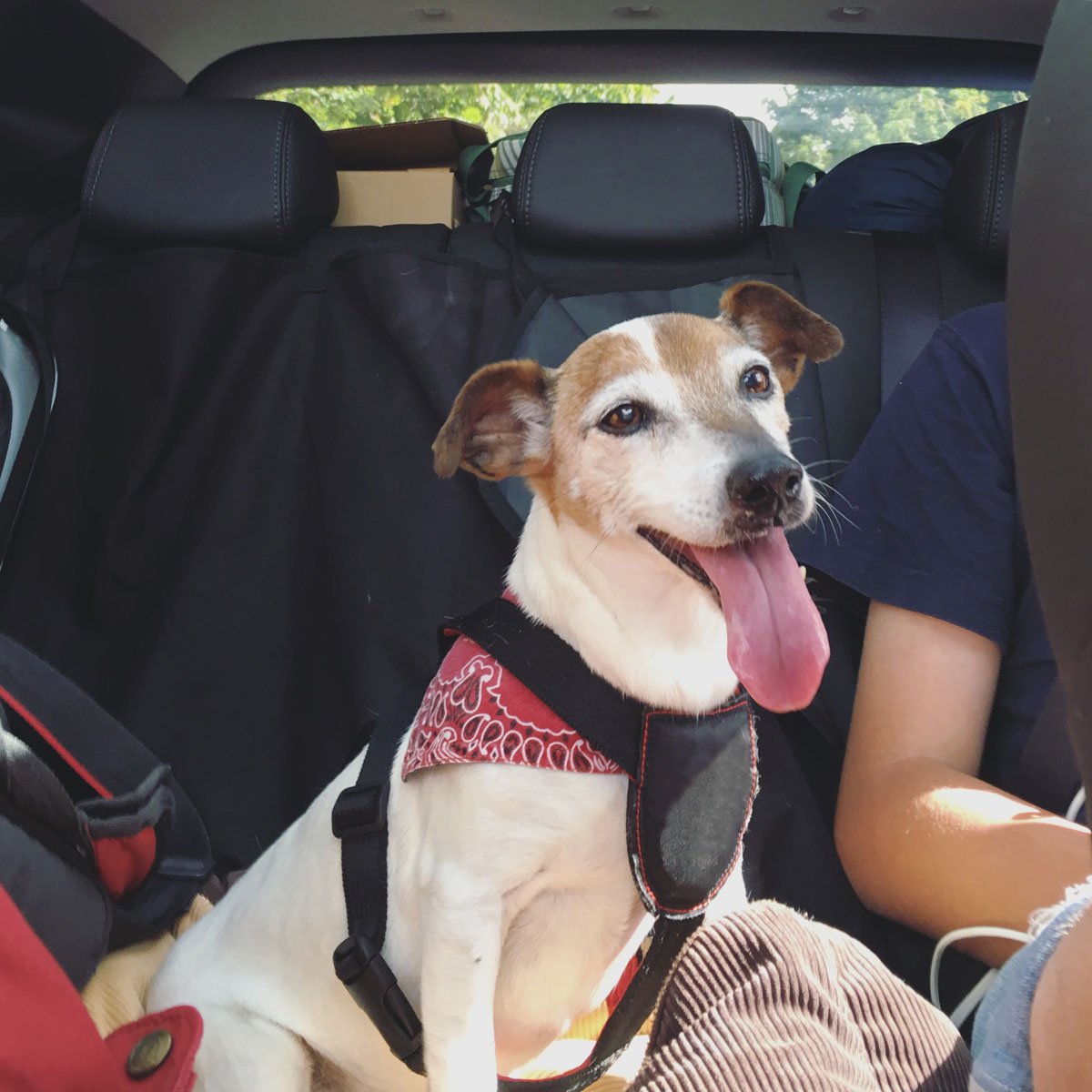 Jack Russell Terrier dog traveling in a car with travel safety harness buckled up