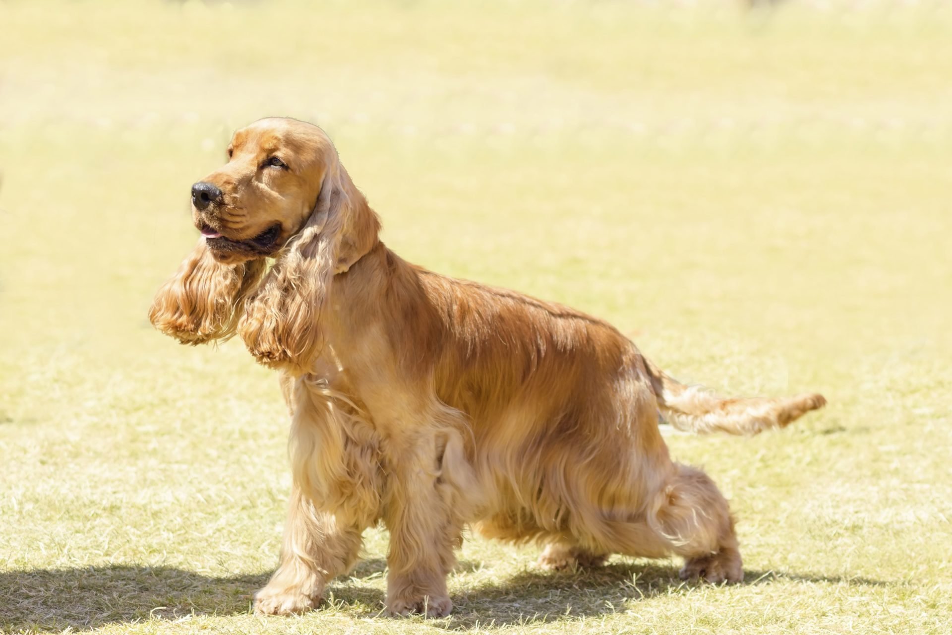 2020_07_cocker-kiemelt-scaled.jpg