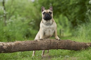 francia bulldog 1