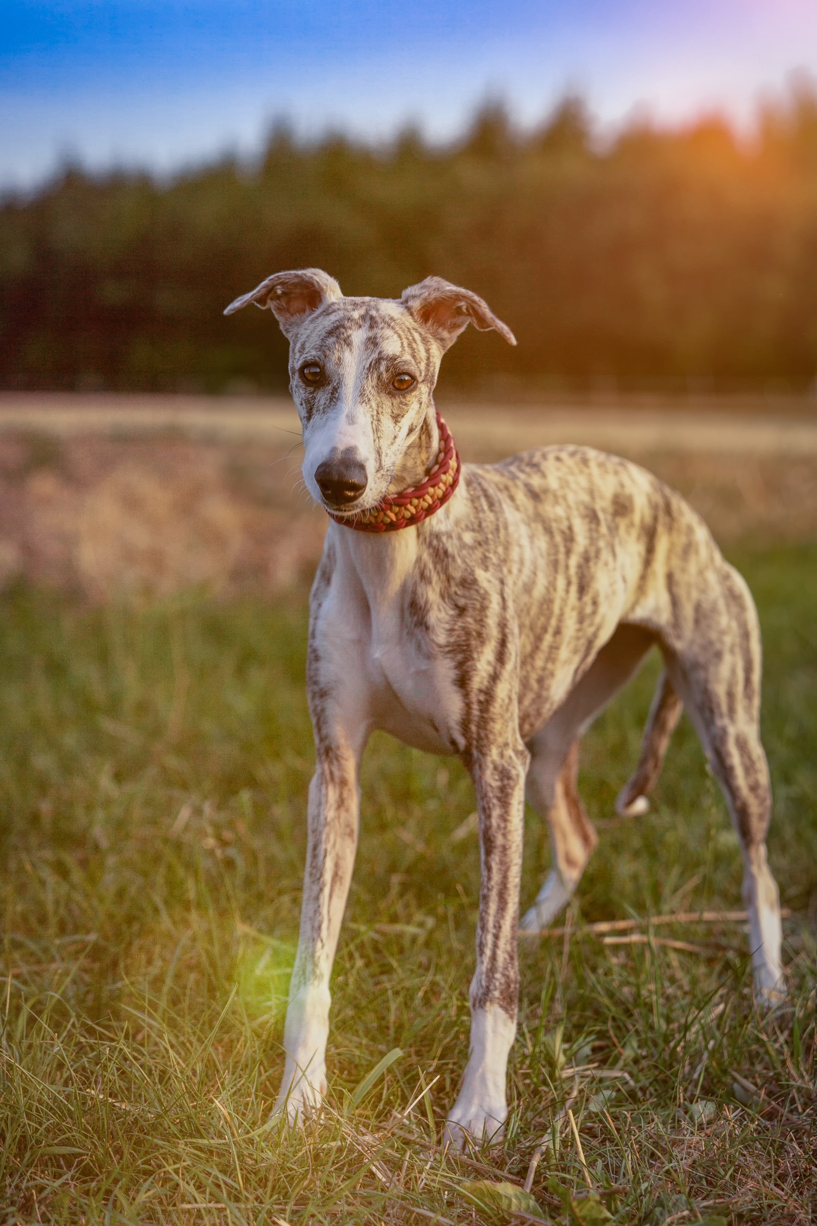 whippet