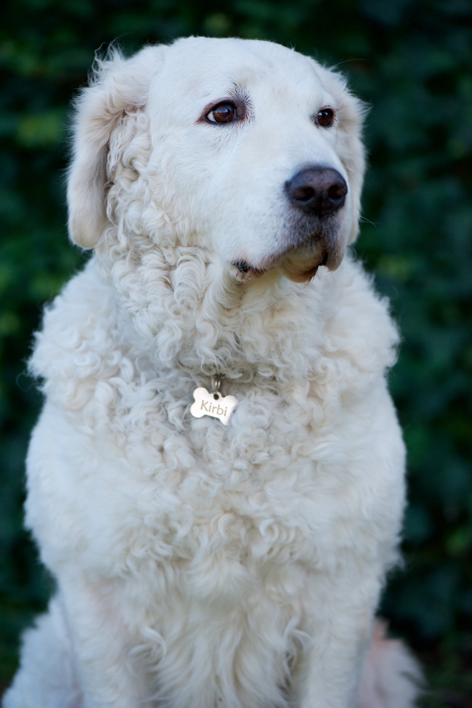 kuvasz ül