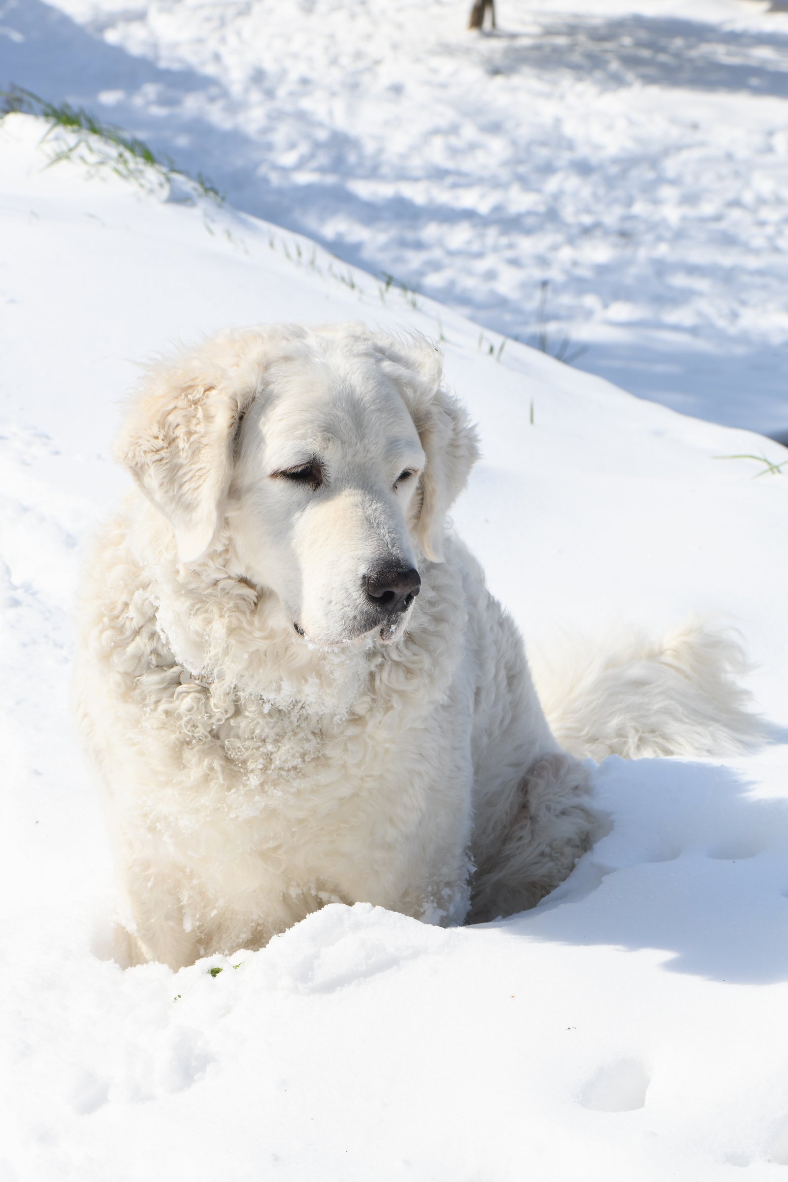 kuvasz a hóban