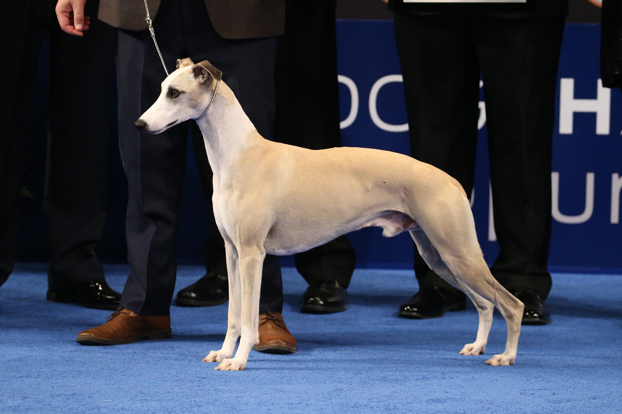 whippet szemle