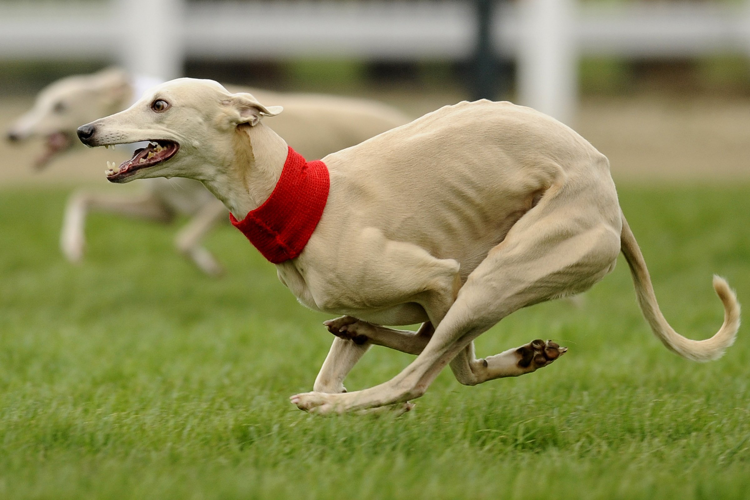 whippet verseny