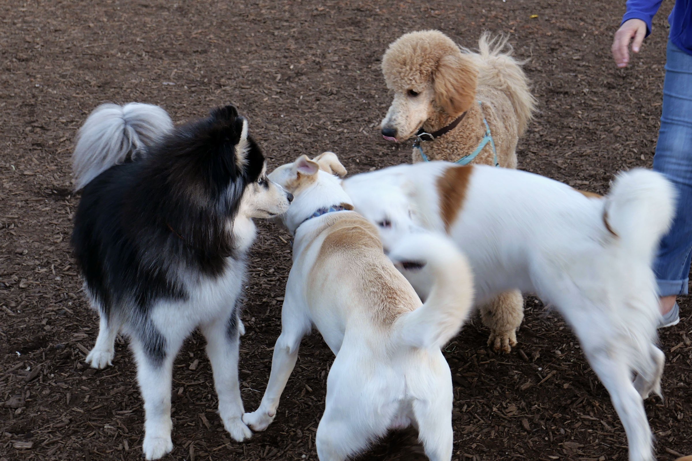 Dog Park