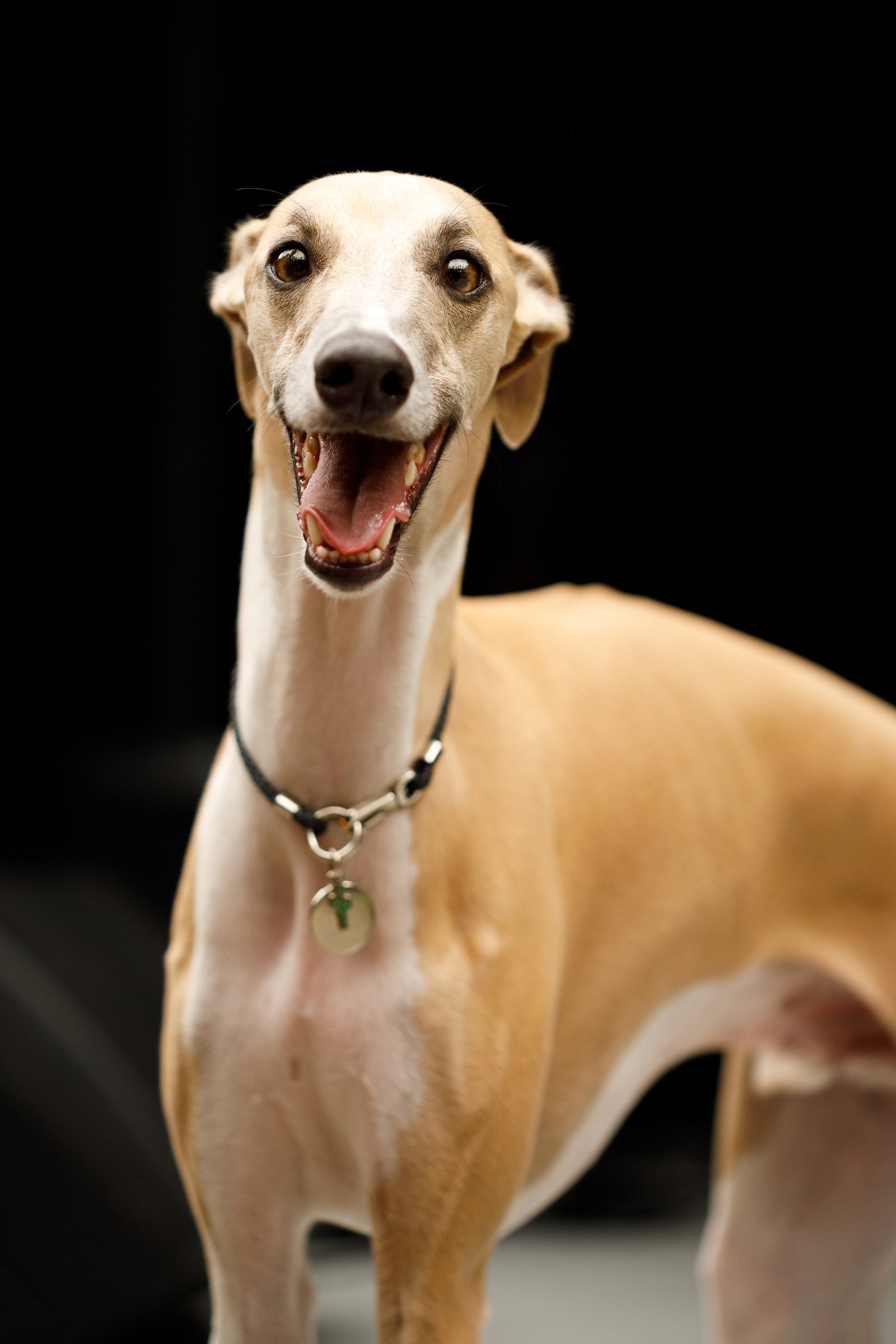 nevető whippet