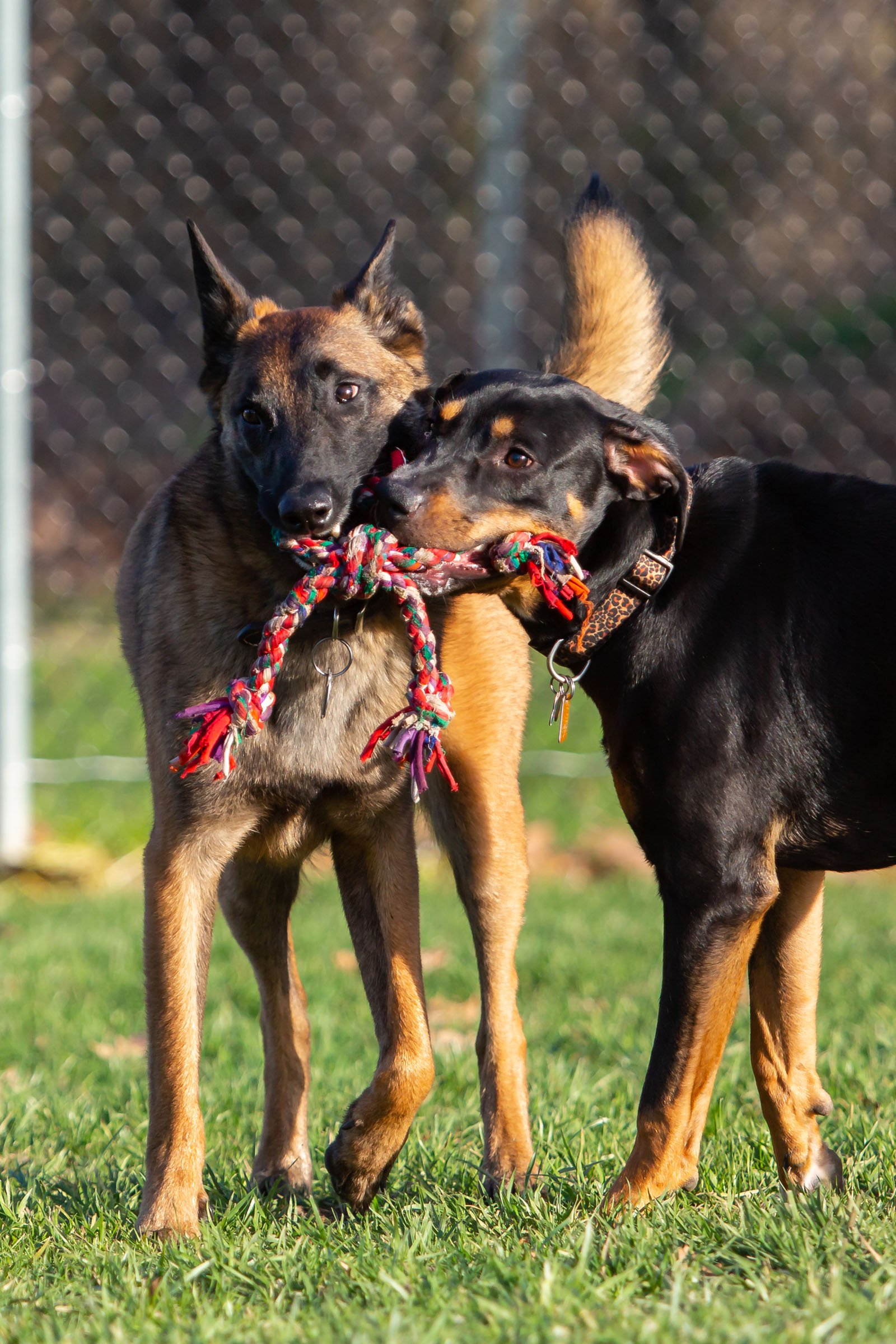 Two dogs playing together sharing one rope toy at dog park