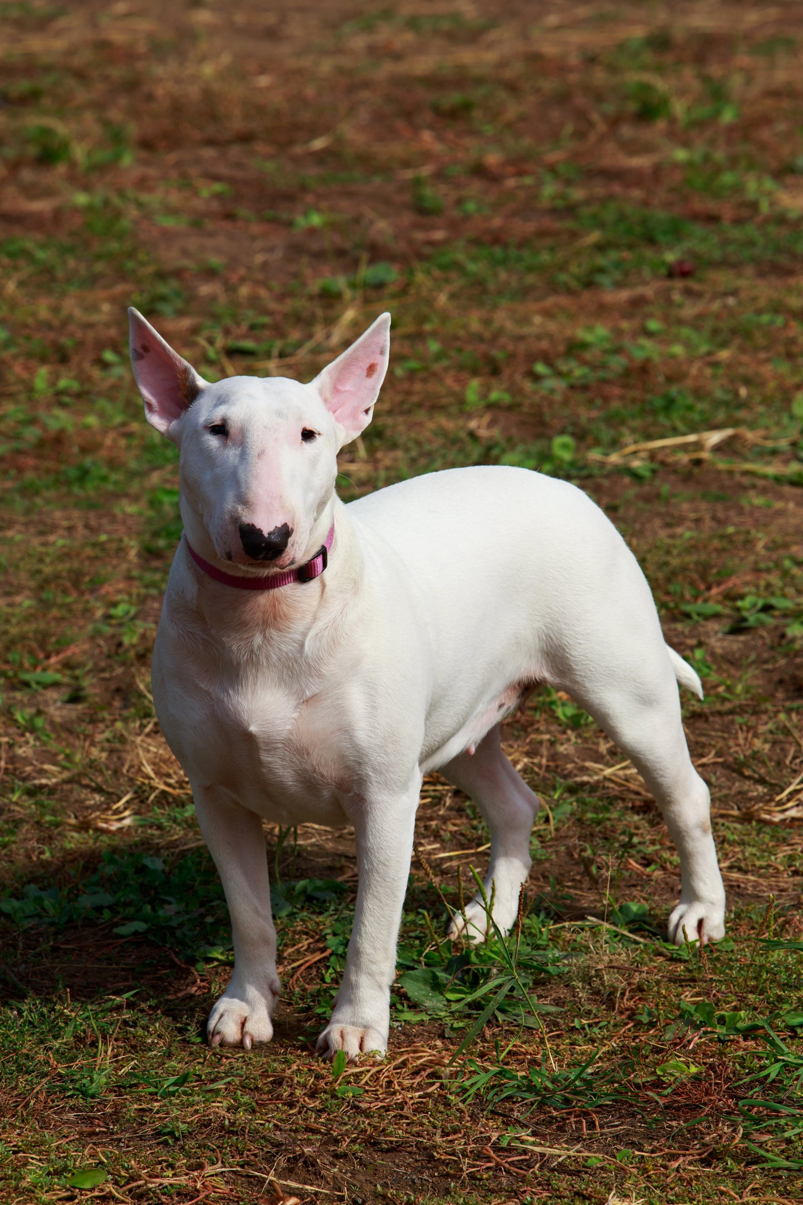 bullterrier
