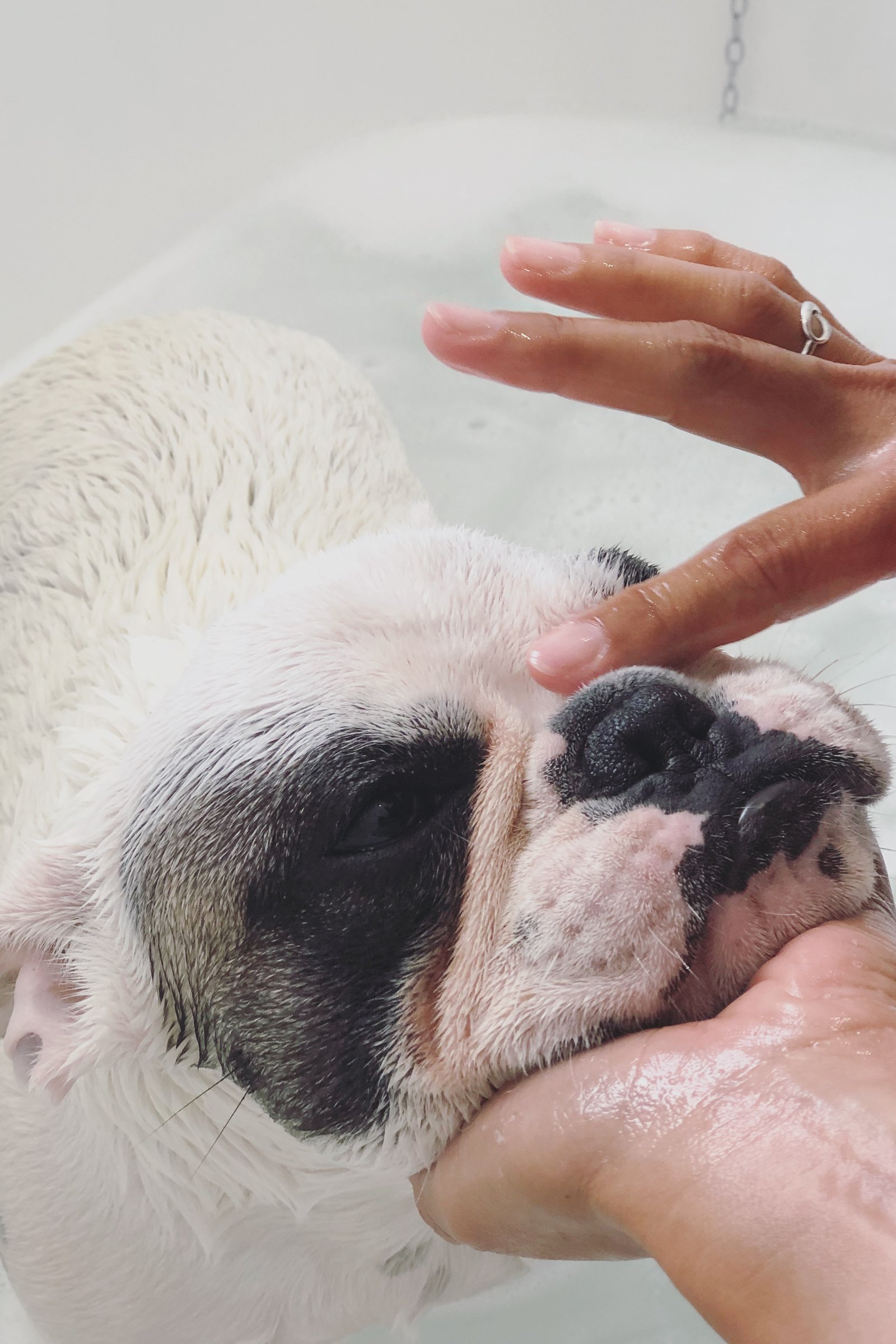 francia bulldog fürdik