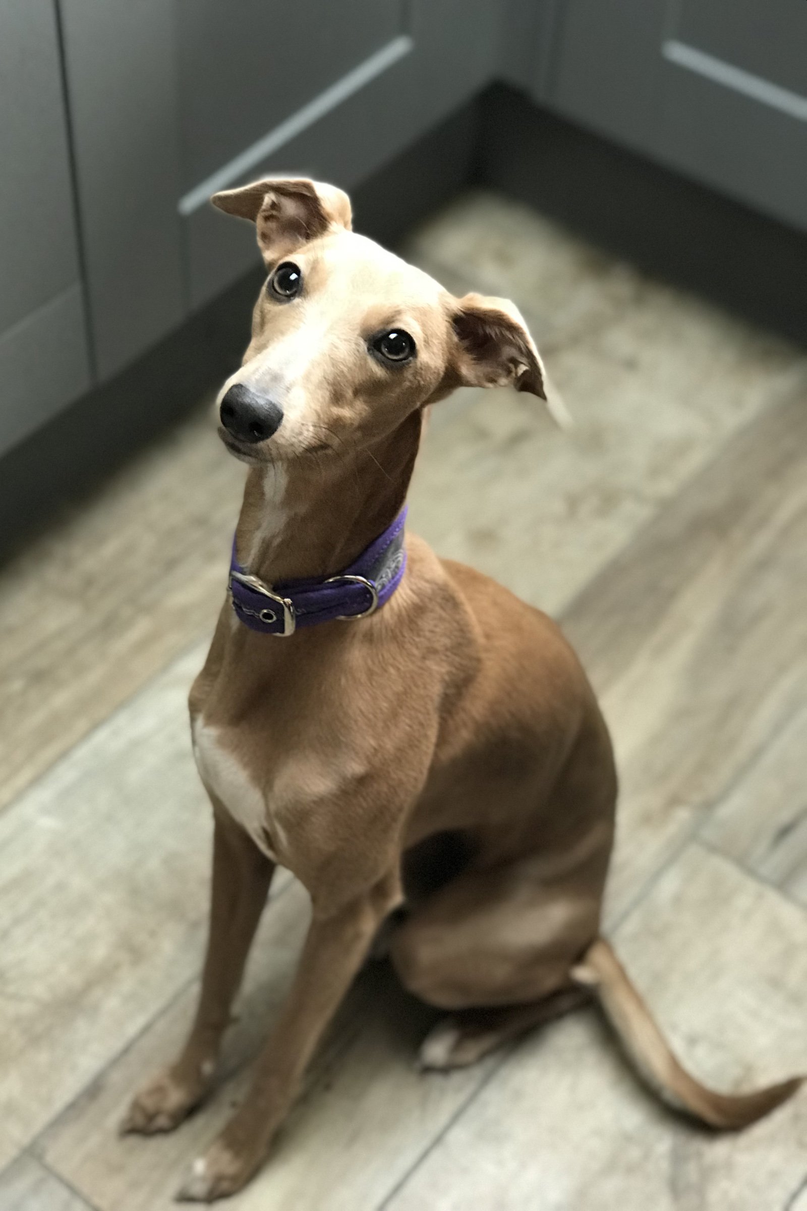 ülő whippet
