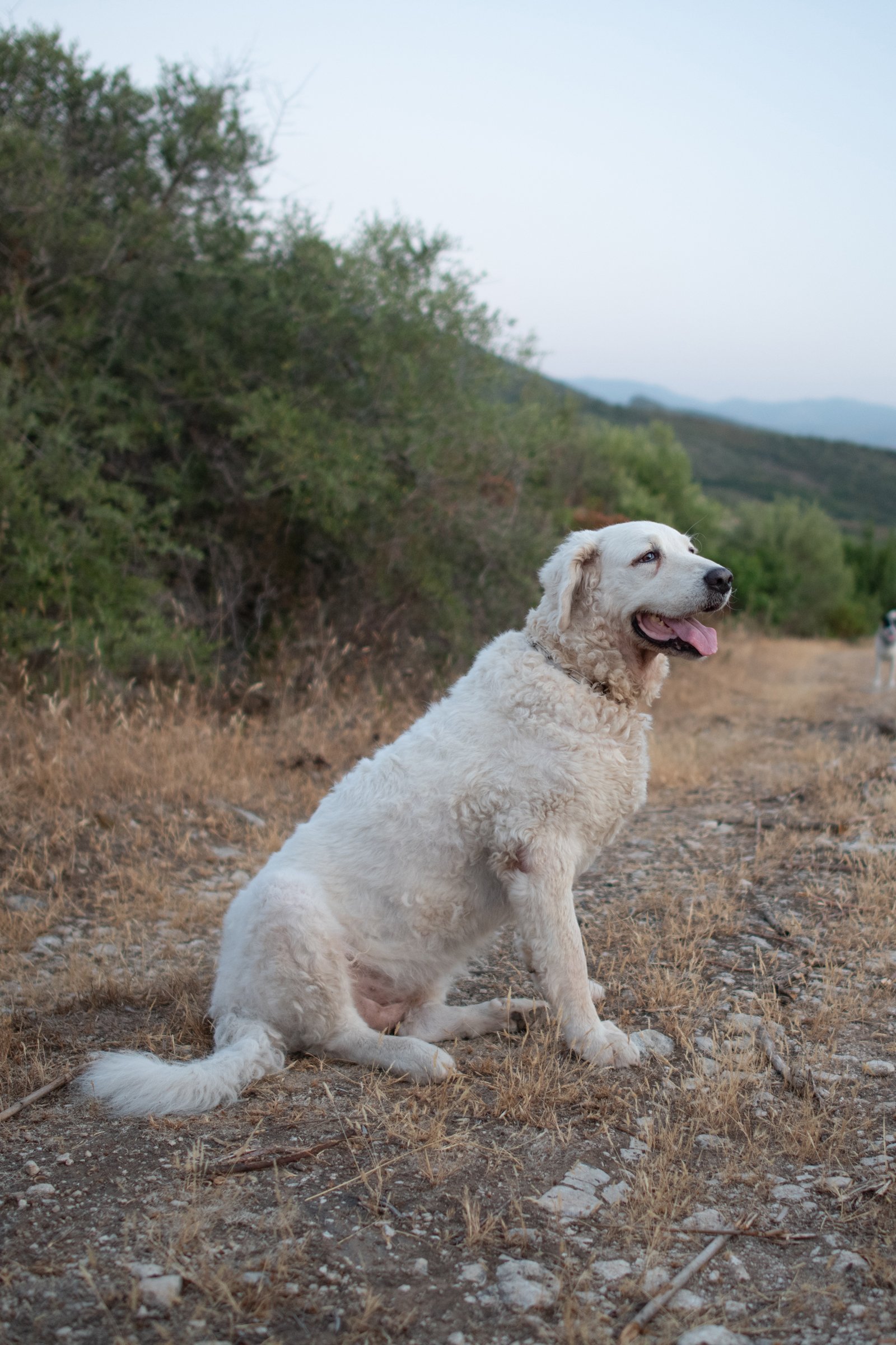 kuvasz ül 2