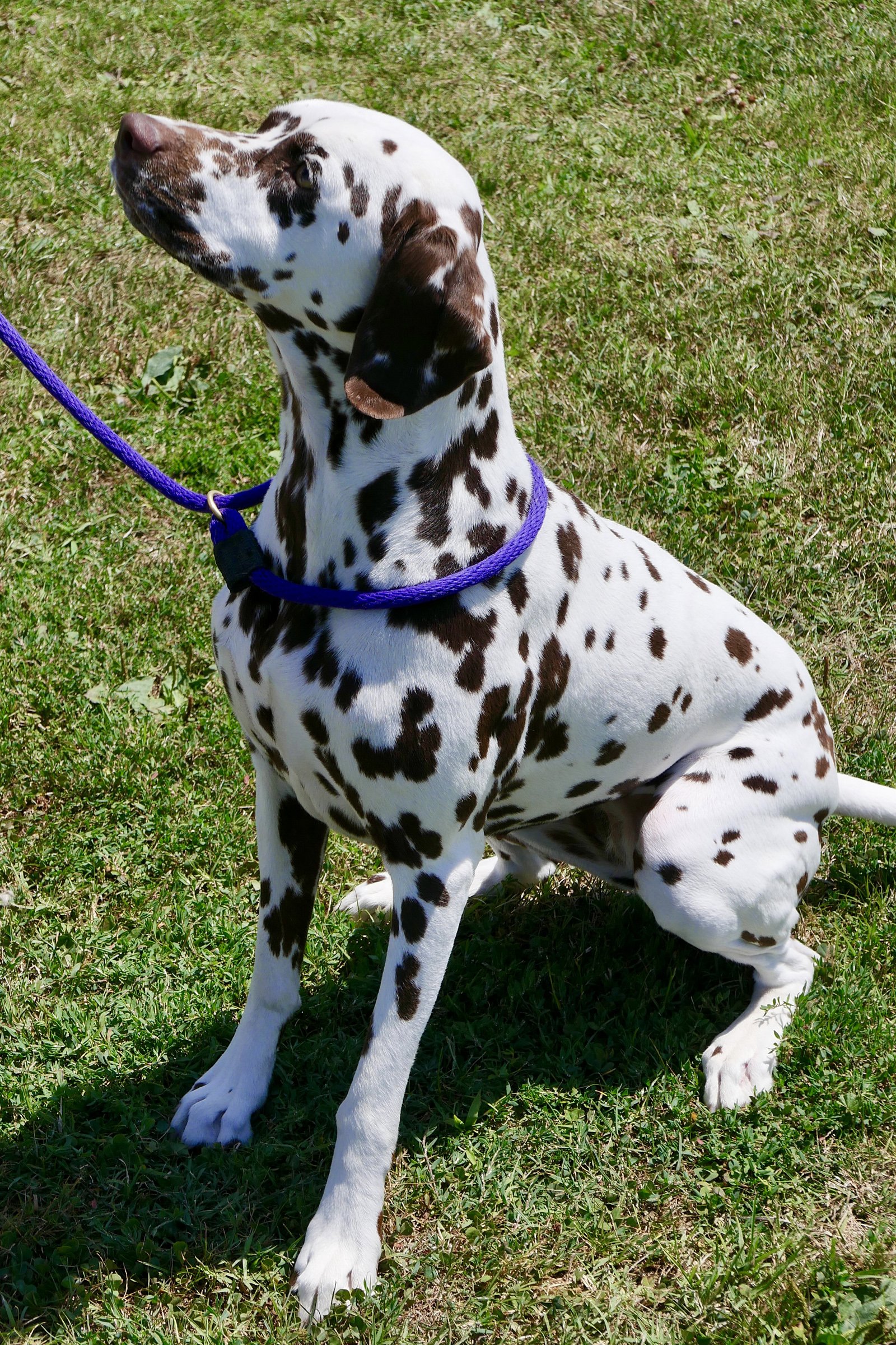 barna dalmata