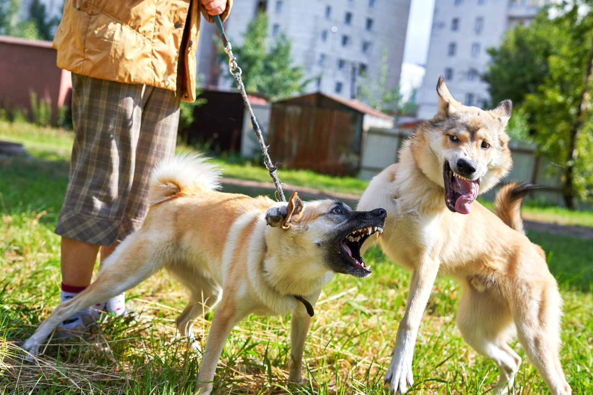 2020_07_gettyimages-1172418599-scaled.jpg
