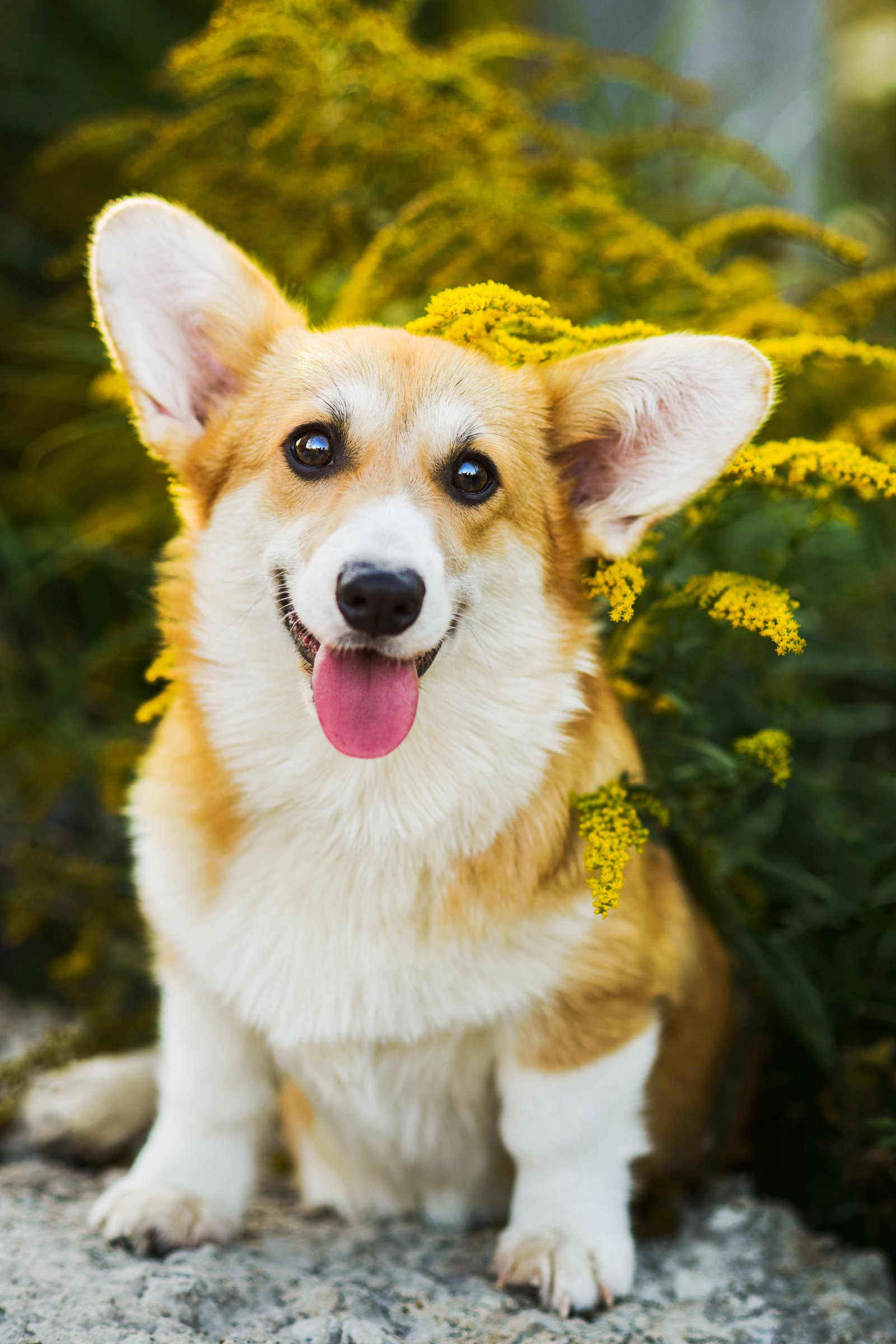welsh corgi