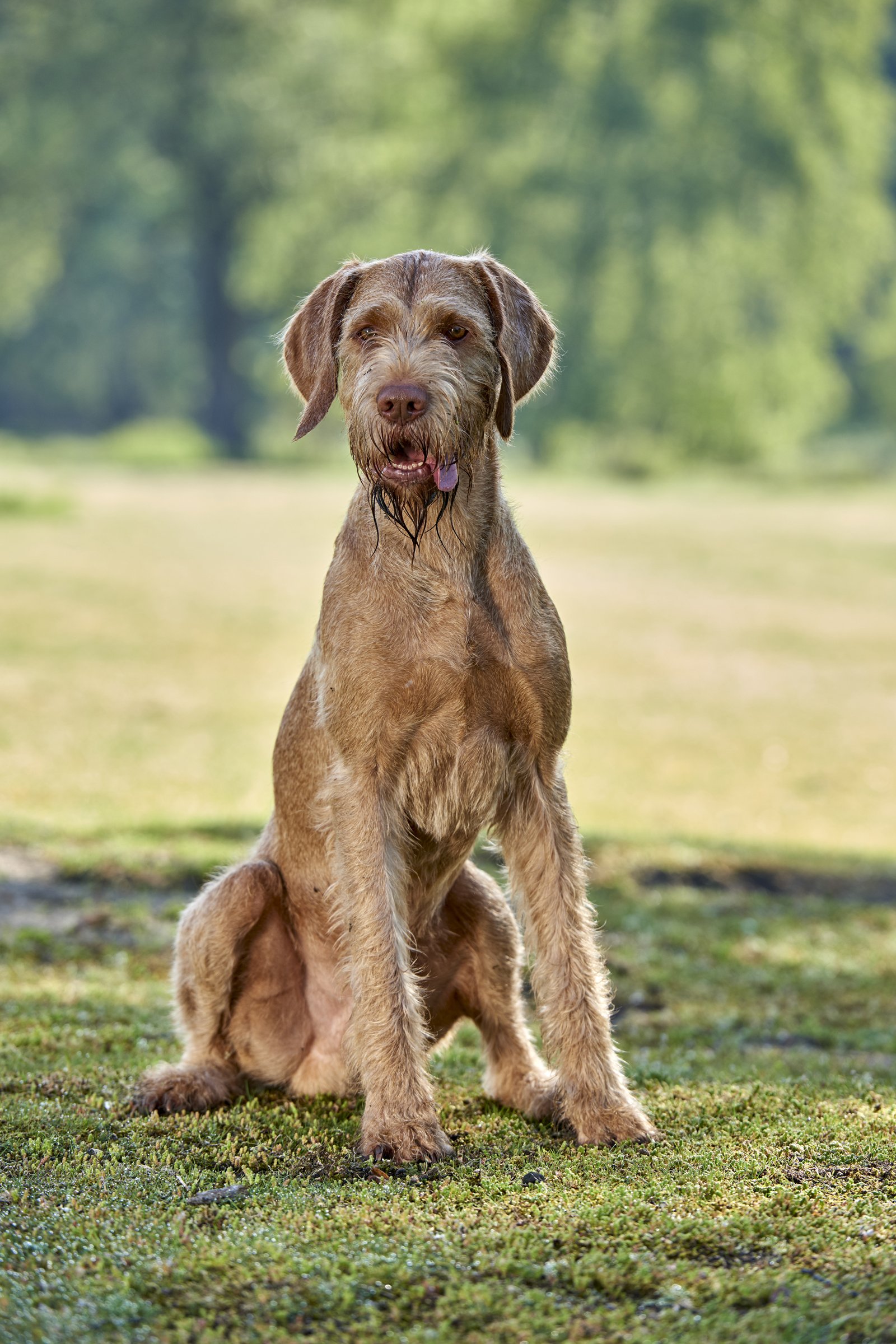 Drótszőrű Magyar Vizsla