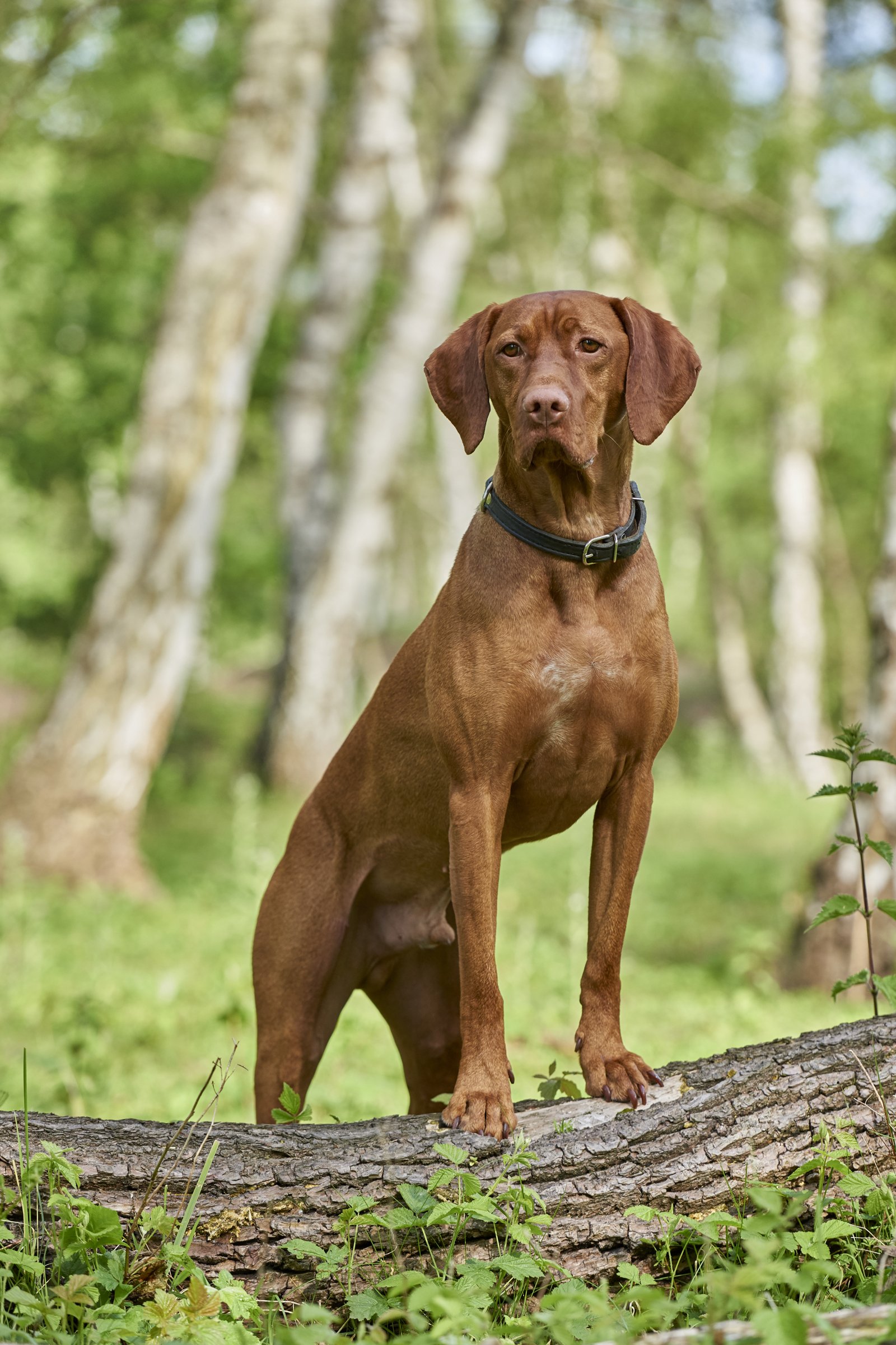 Magyar Vizsla