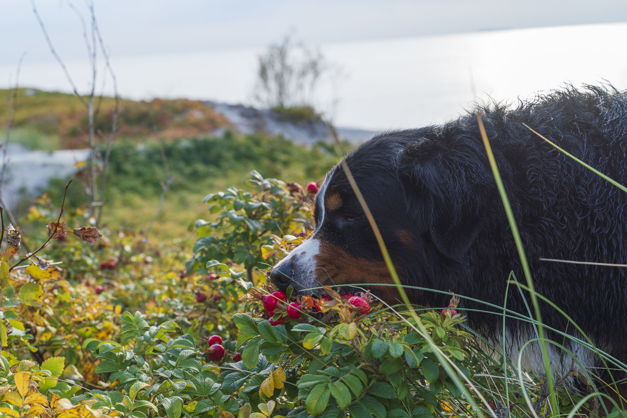 Zennenhund dog eating dogrose berries from bushes on a sand dune at the Baltic Seashore
