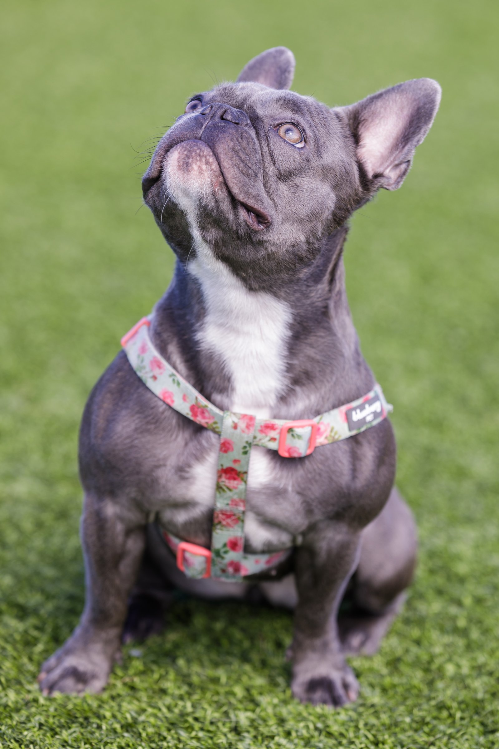 francia bulldog hám