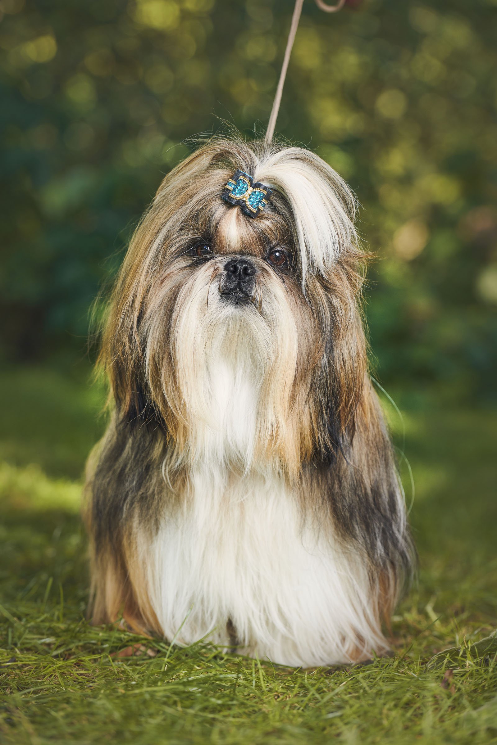 Shih Tzu