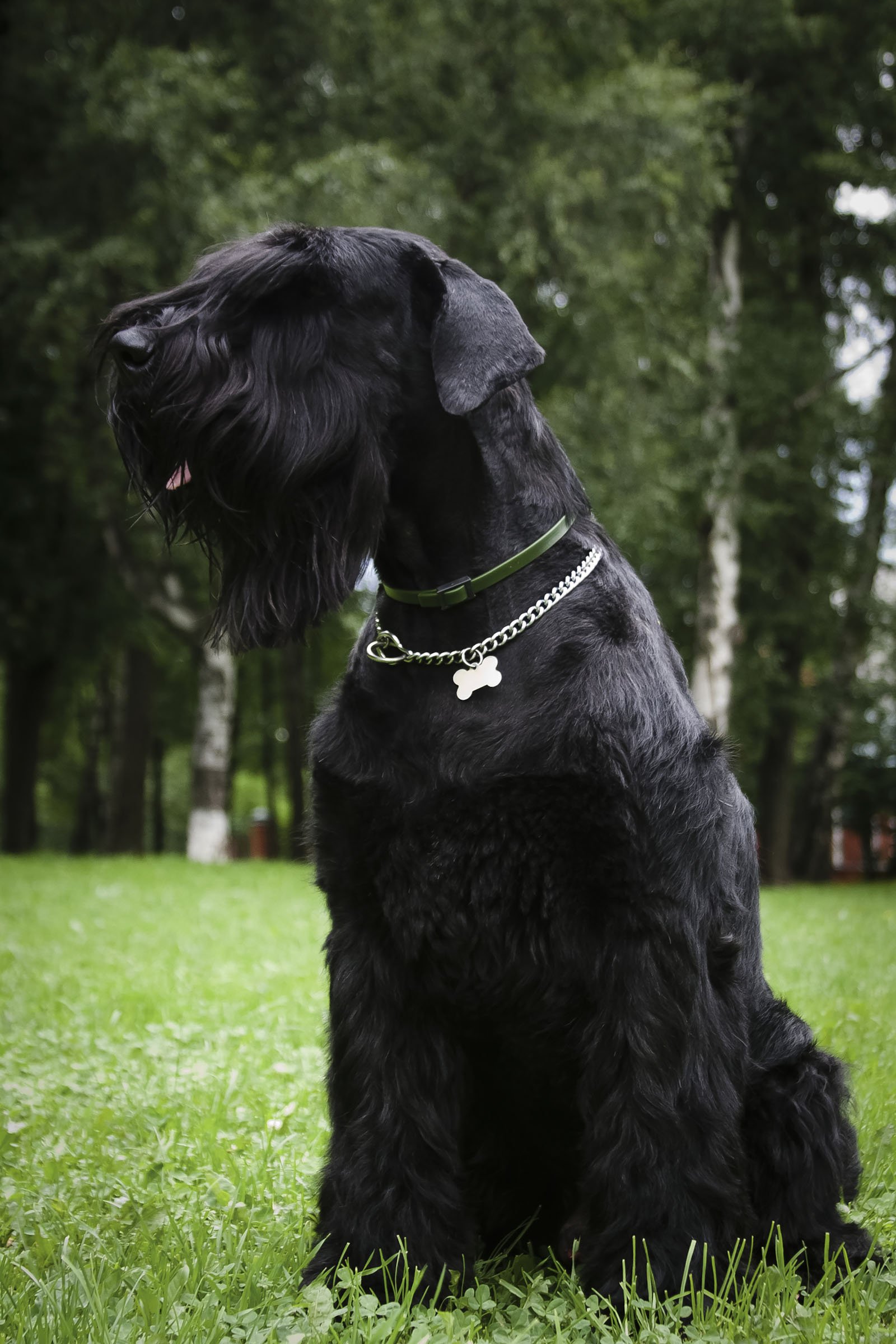 óriás schnauzer