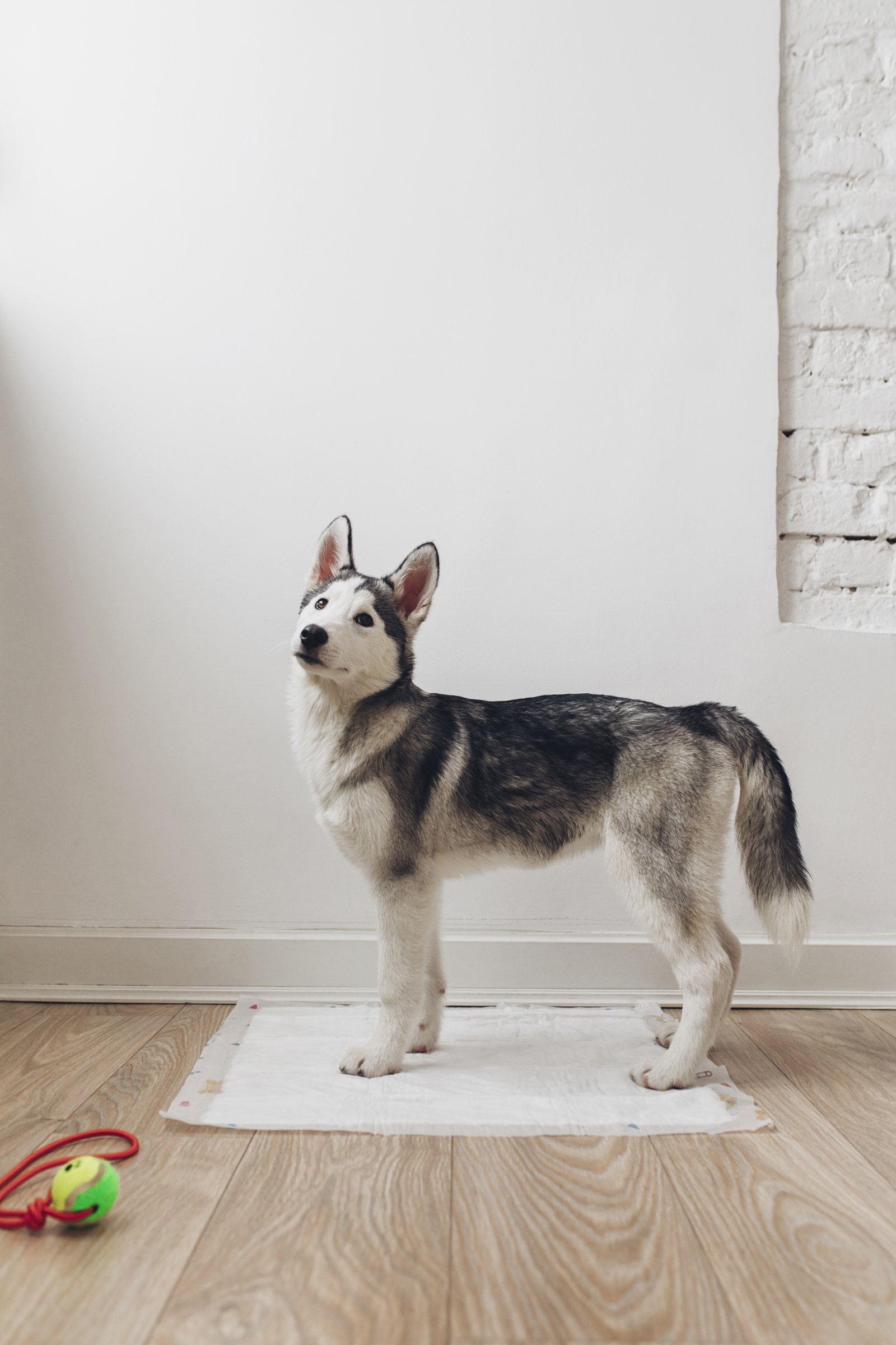 kutyapelenka husky
