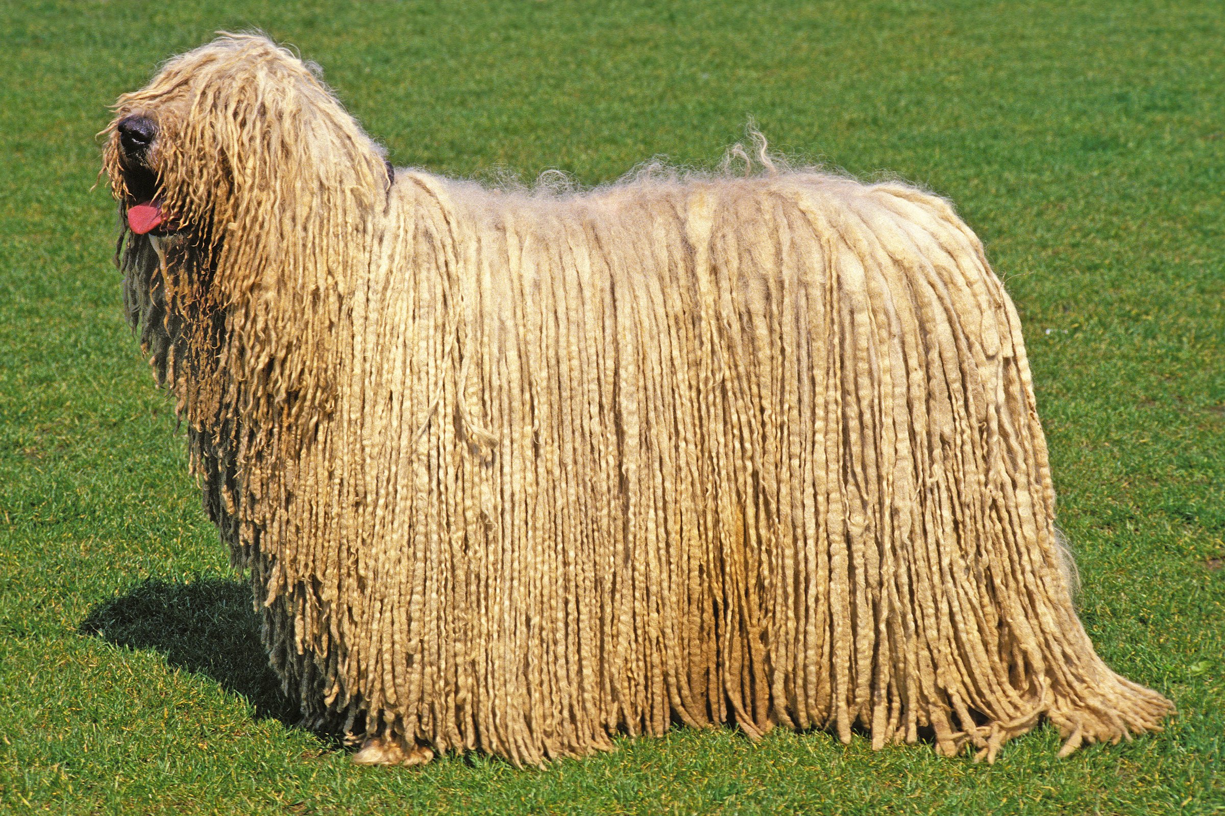 komondor