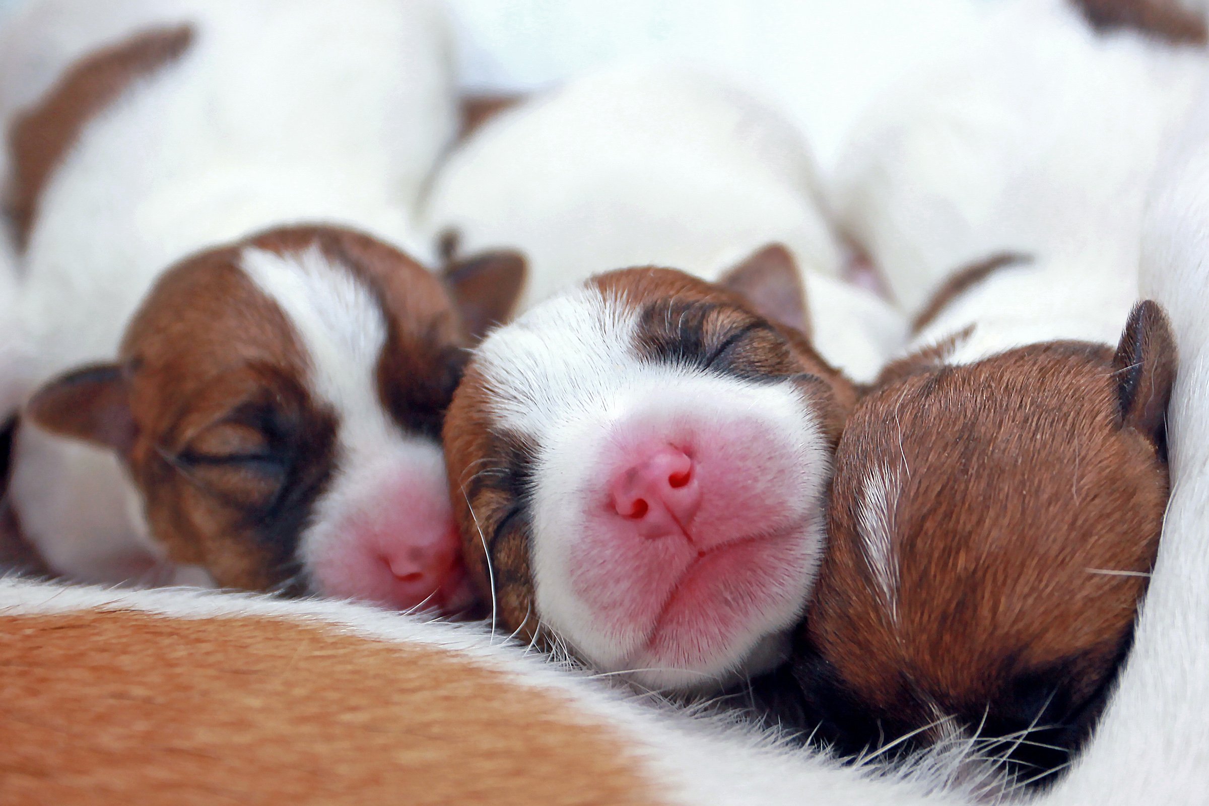 újszülött jack russell terrierek