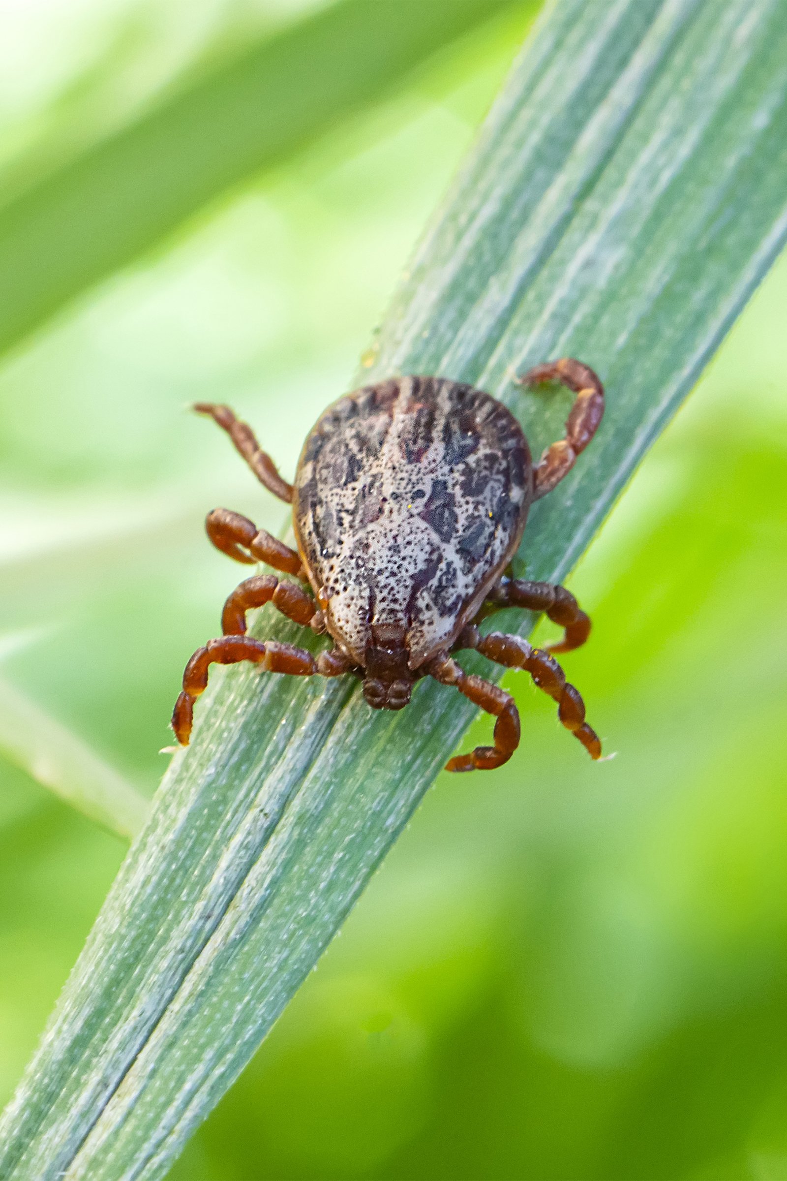 kutyakullancs