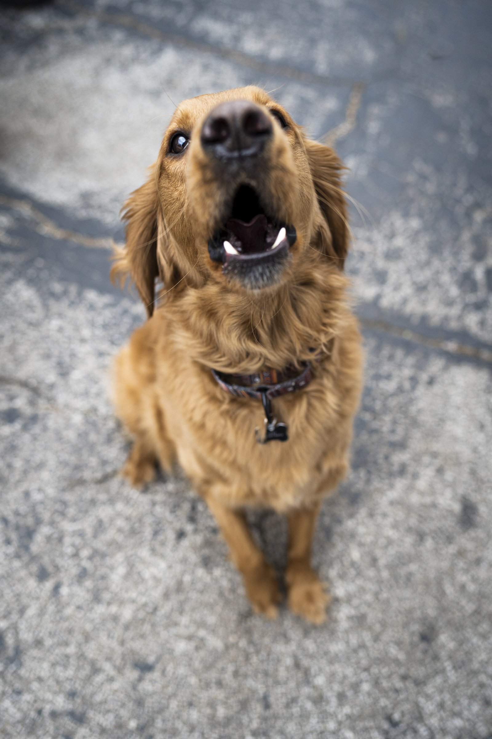 ugató golden retriever