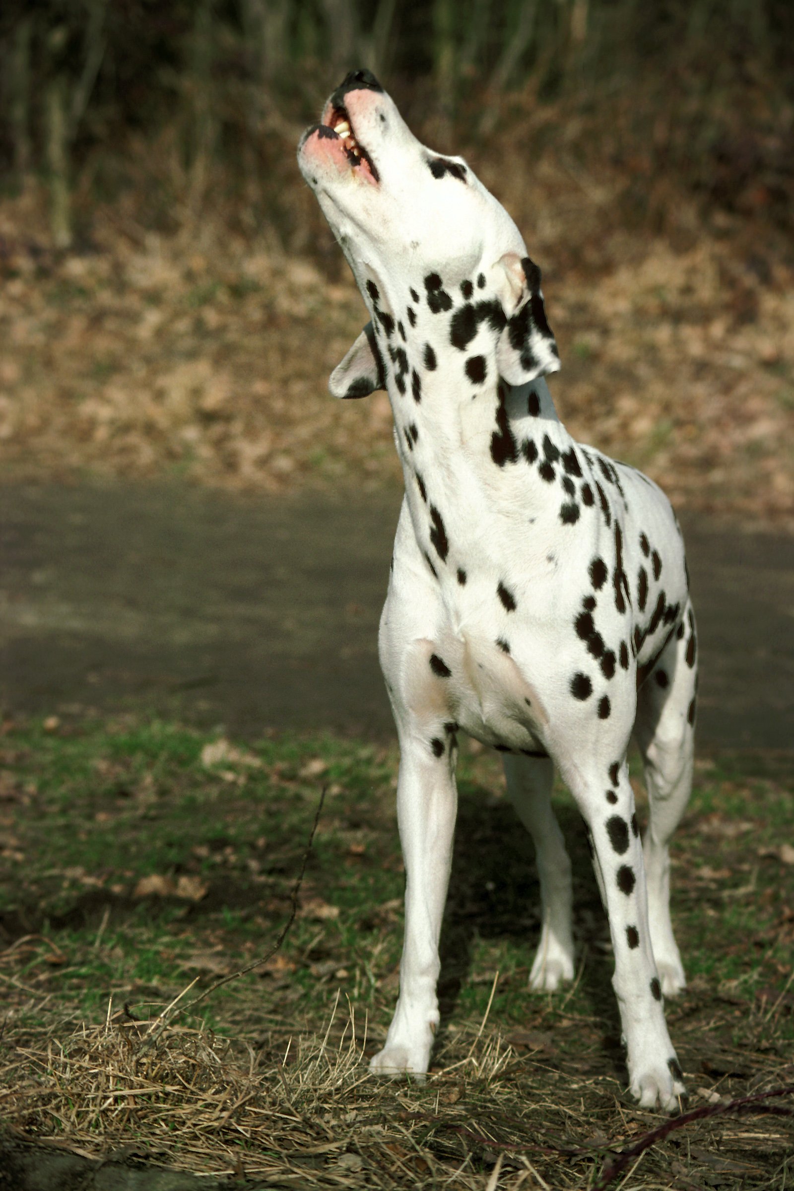 dalmata vonyít