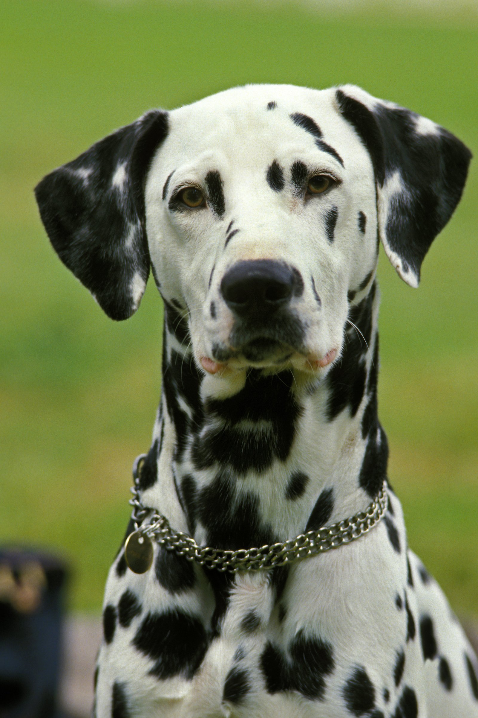 dalmata portré
