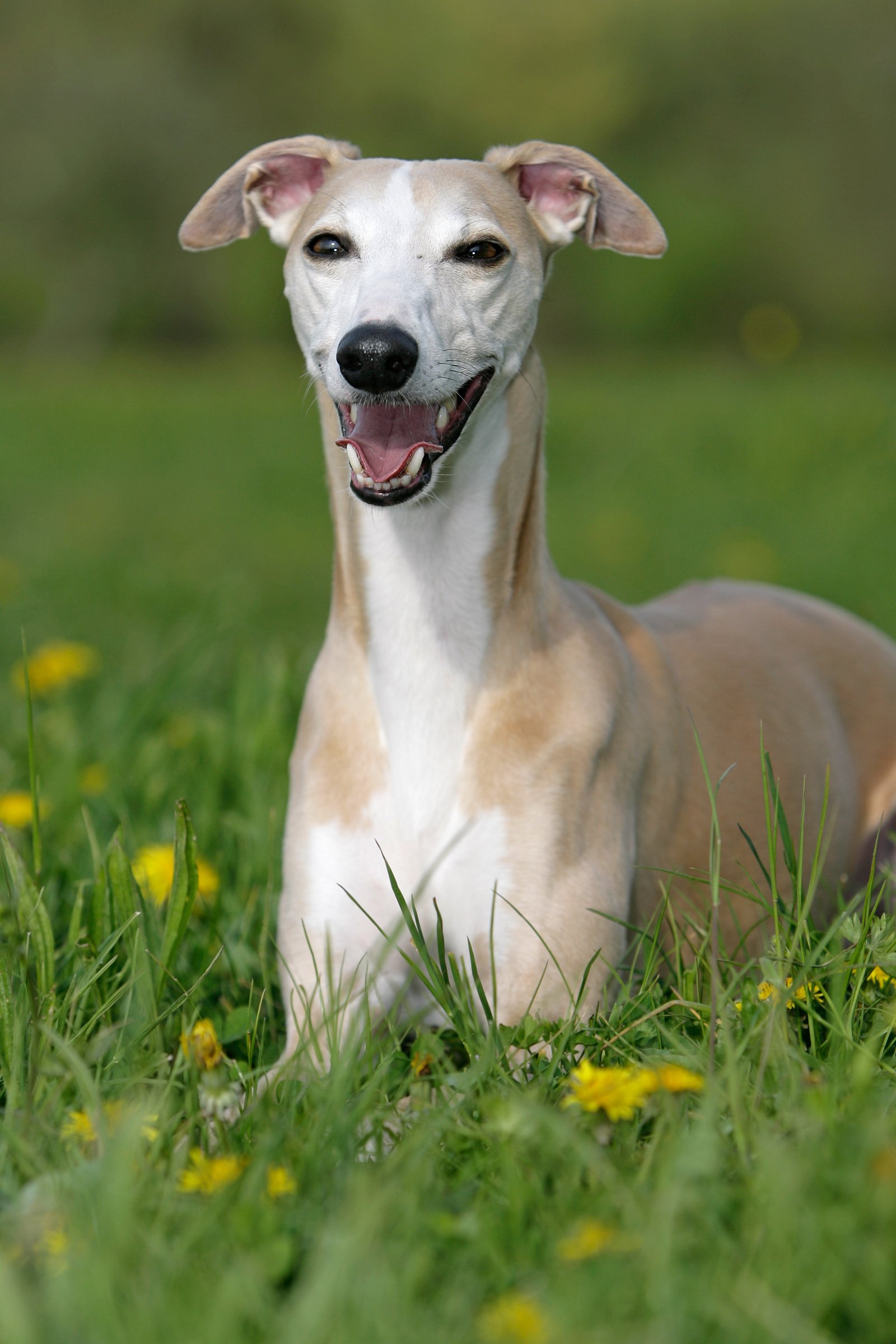 fekvő whippet