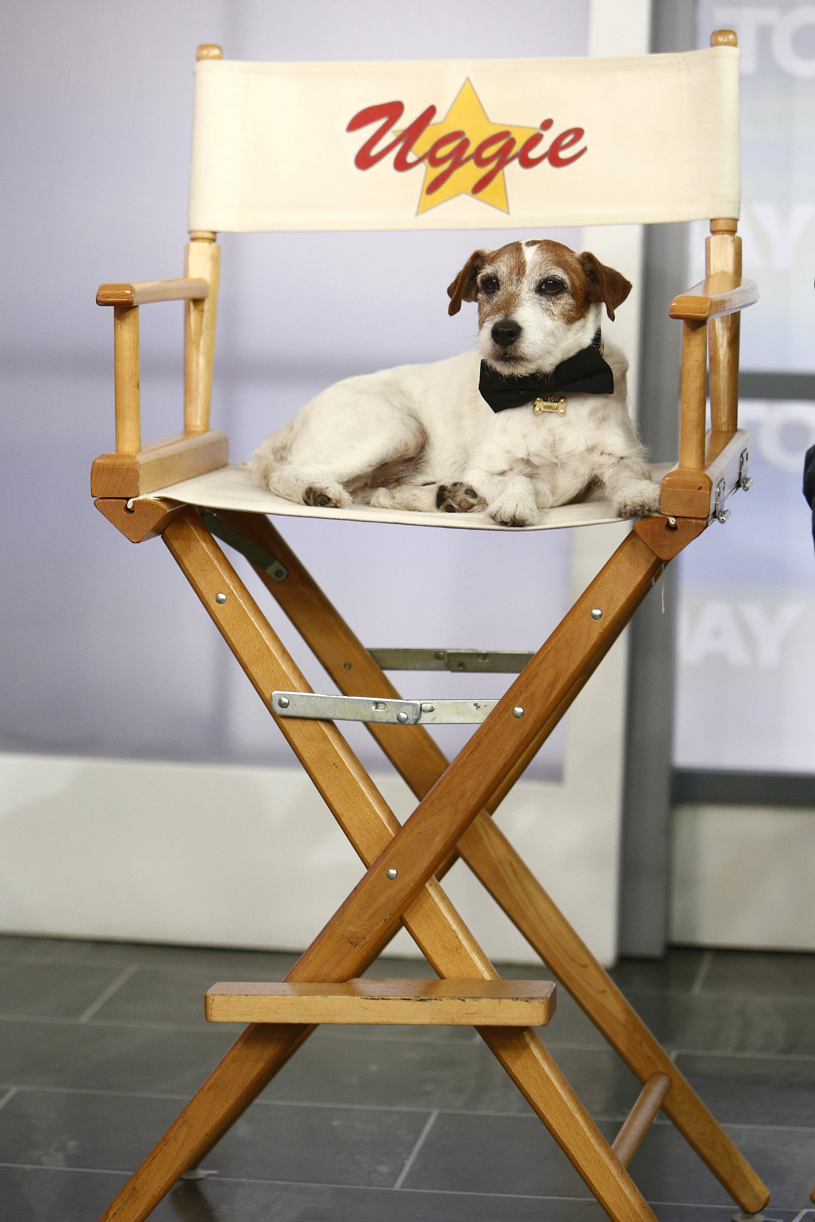 jack russell terrier 2