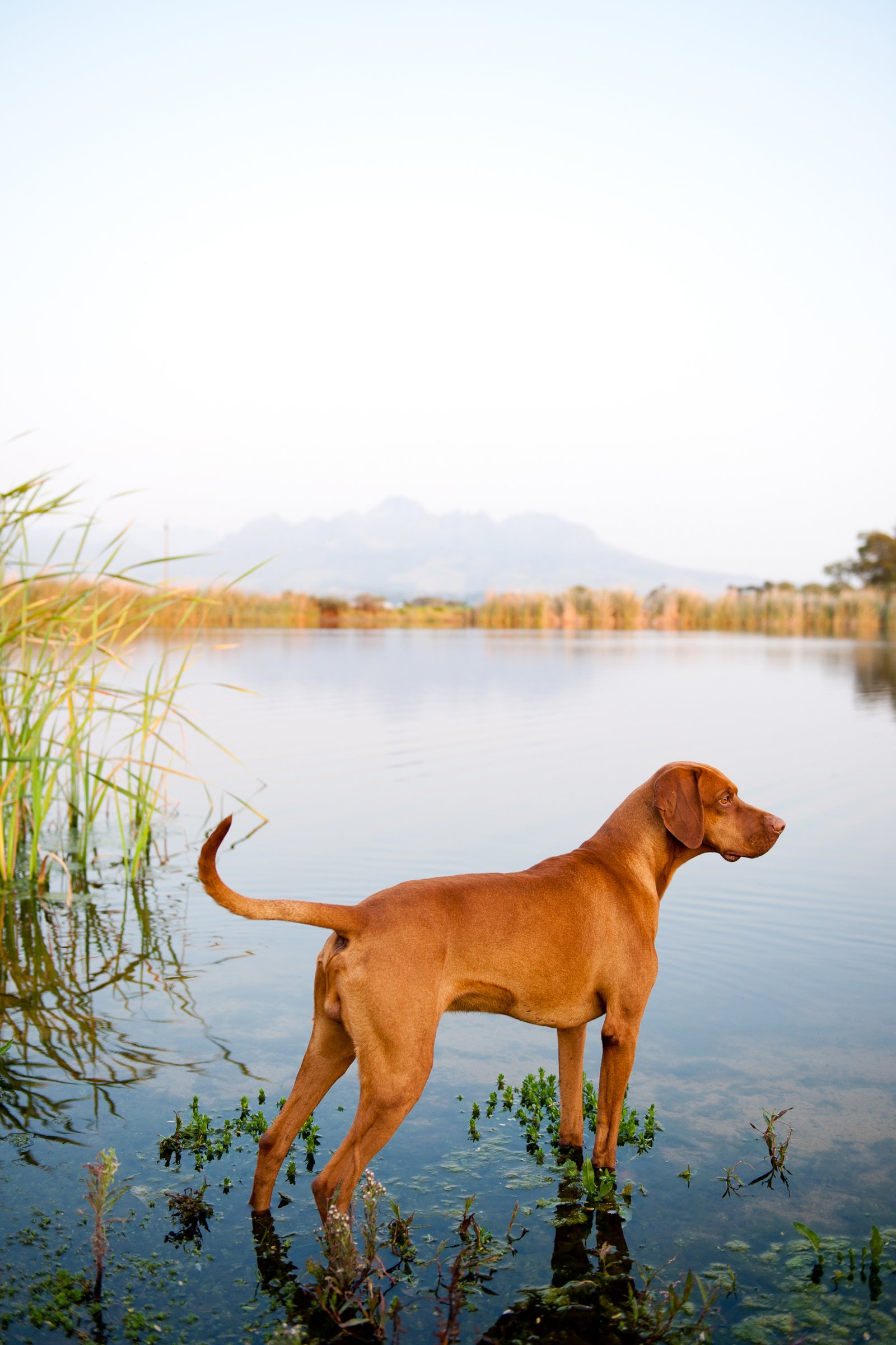 magyar vizsla 1