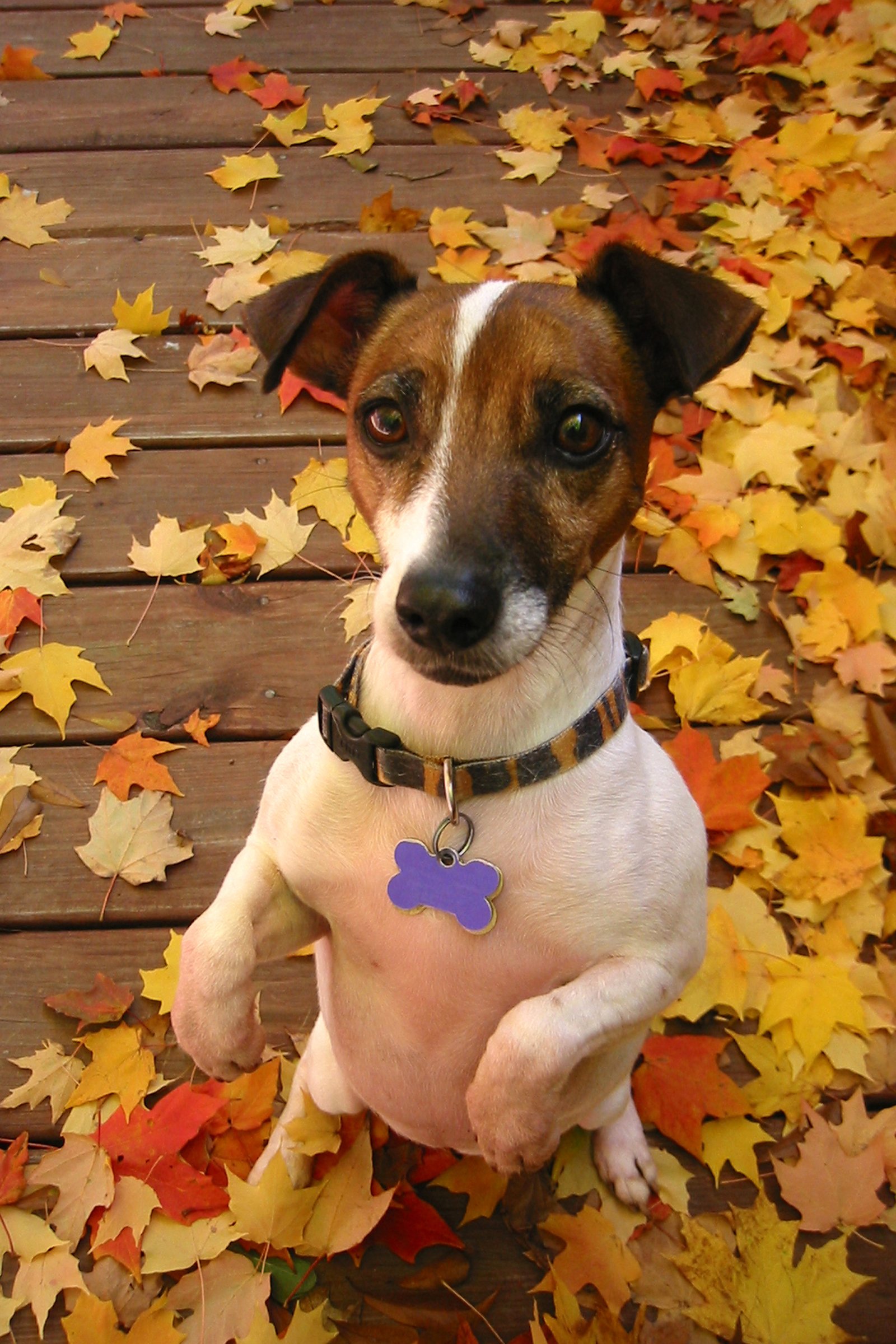 jack russell terrier 1