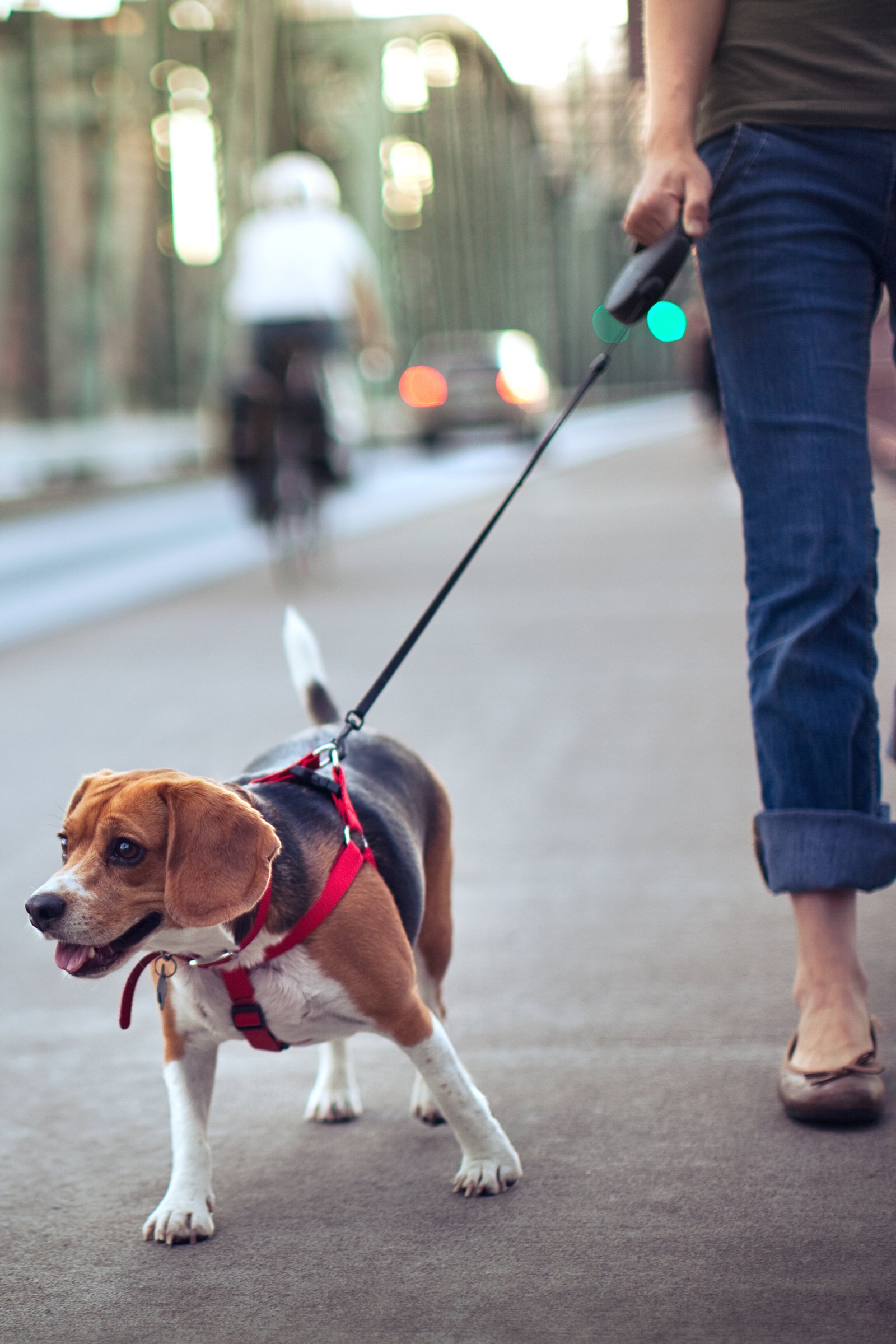 beagle sétál pórázon