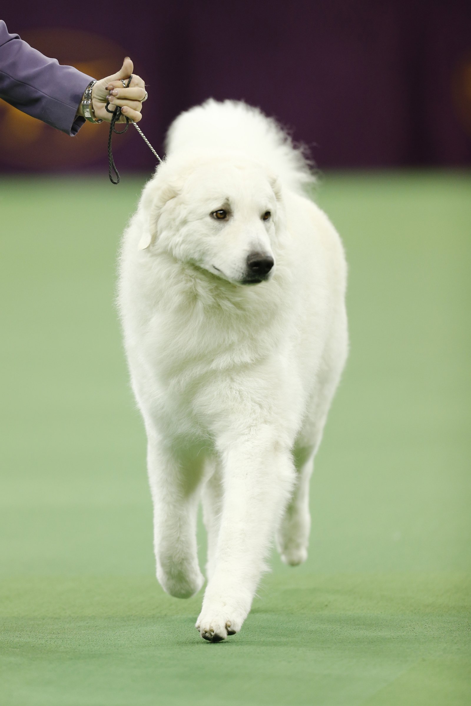 kuvasz kiállítás