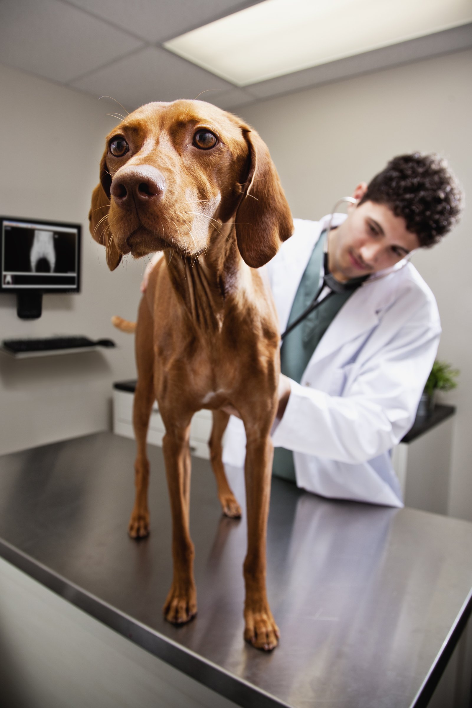 állatorvos vizsla