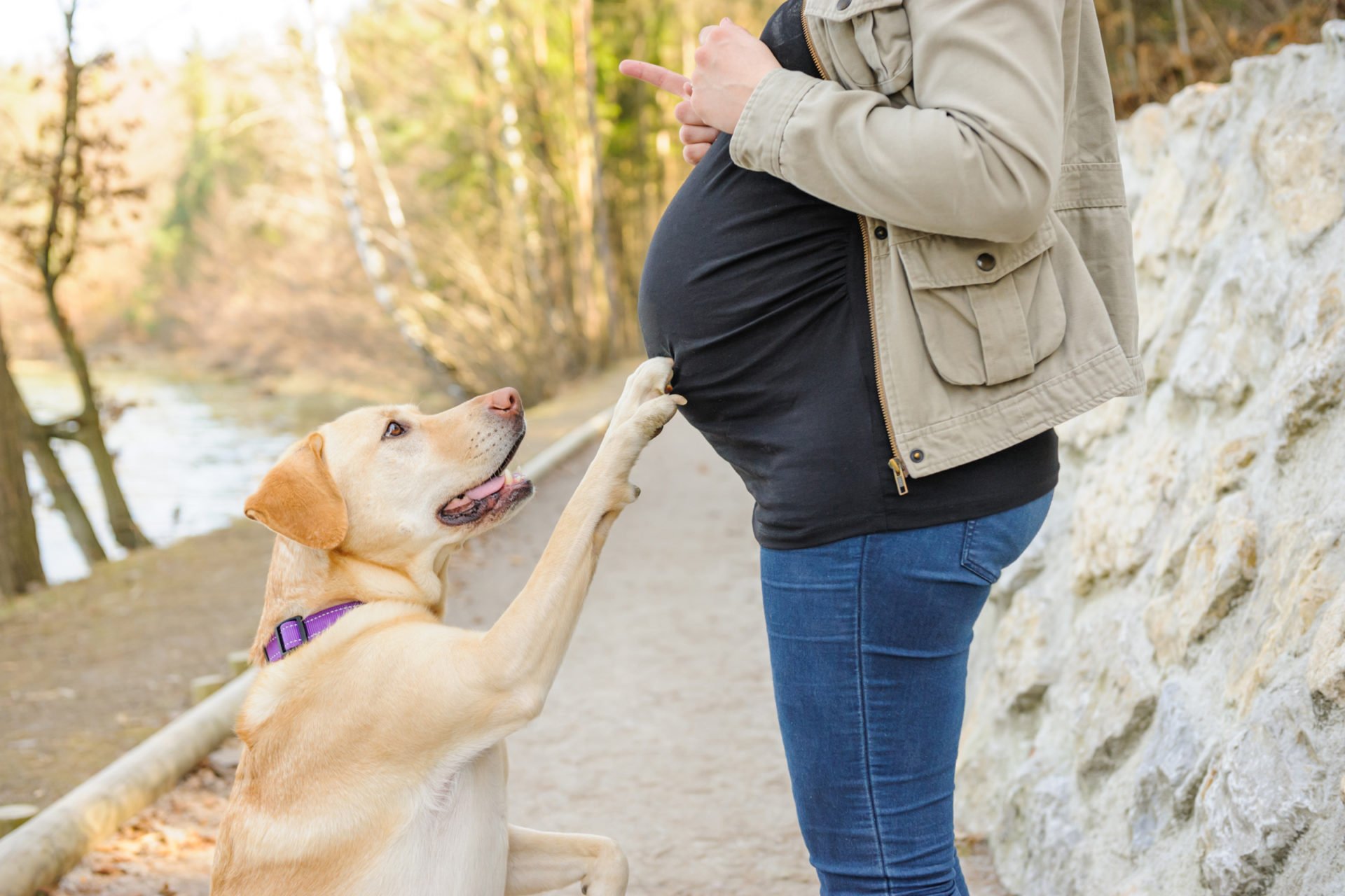 terhes nő és labrador