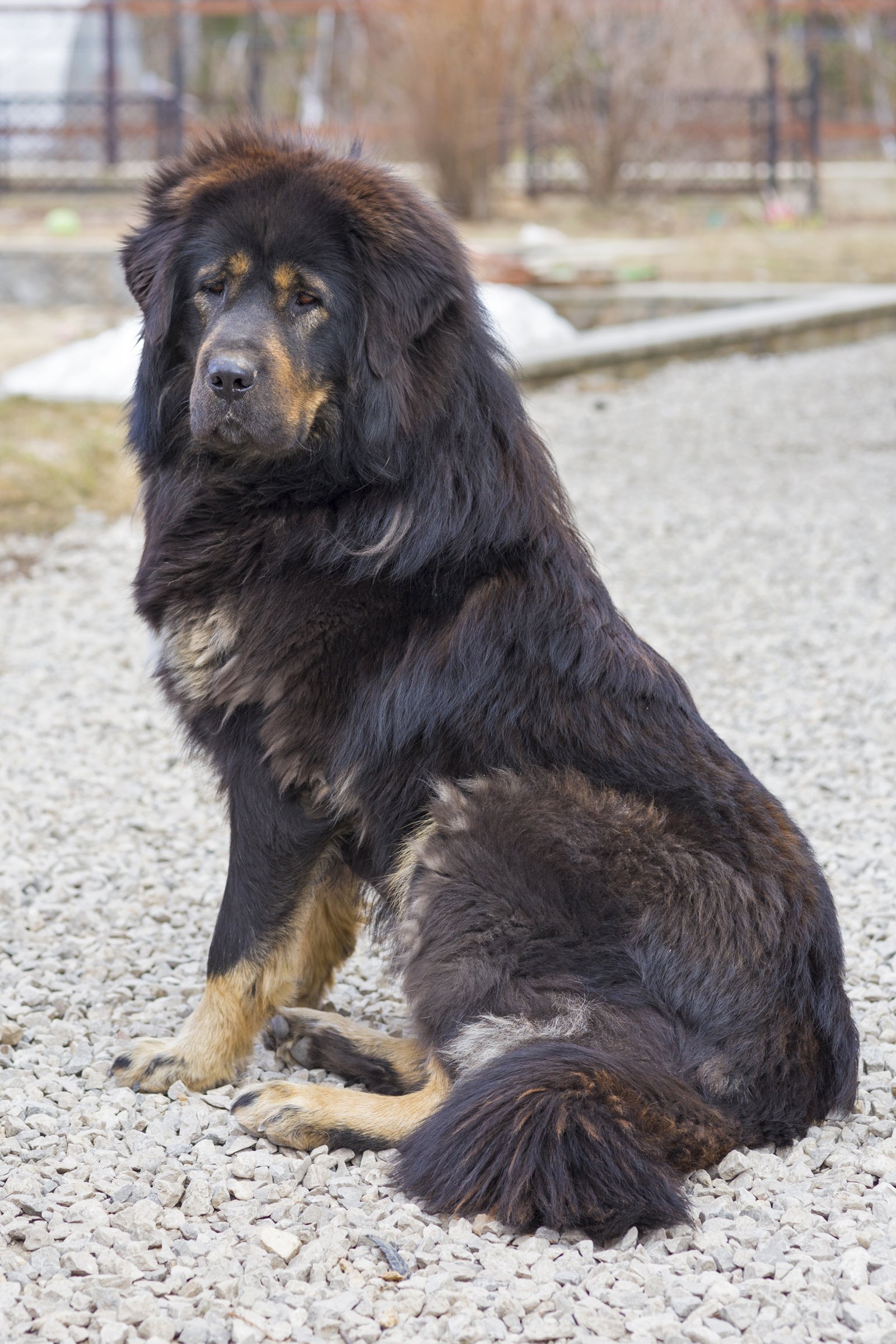 Tibetan Mastiff